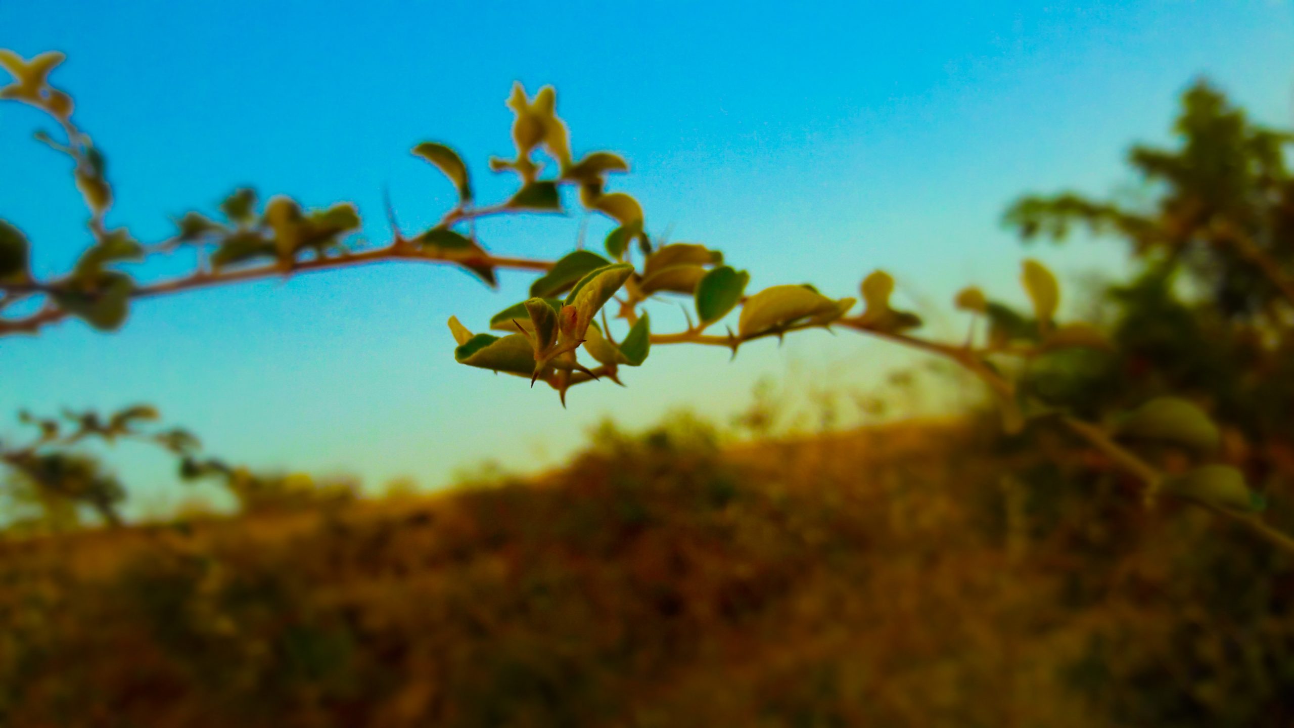 leaves of a tree