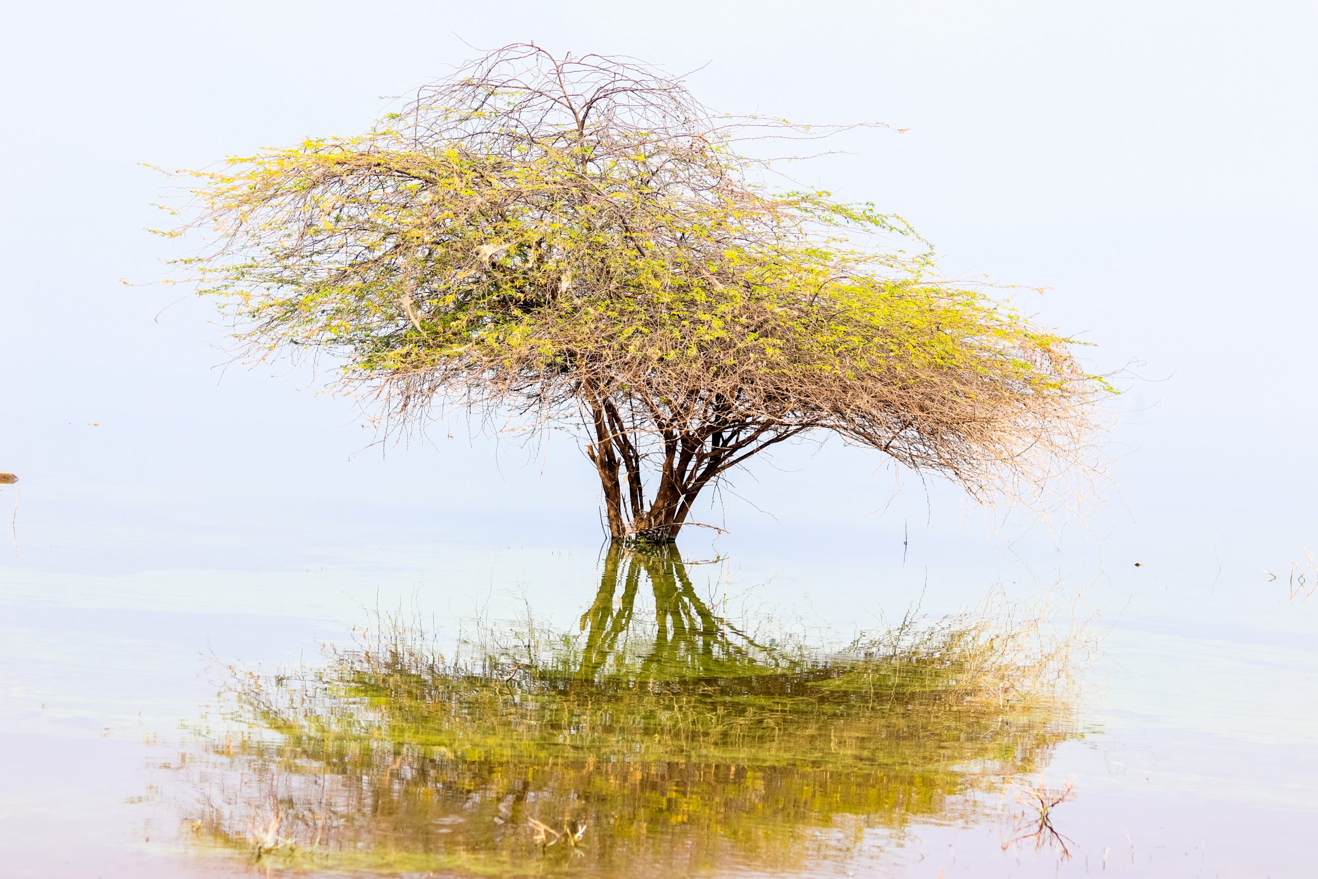 Reflection of a plant in water