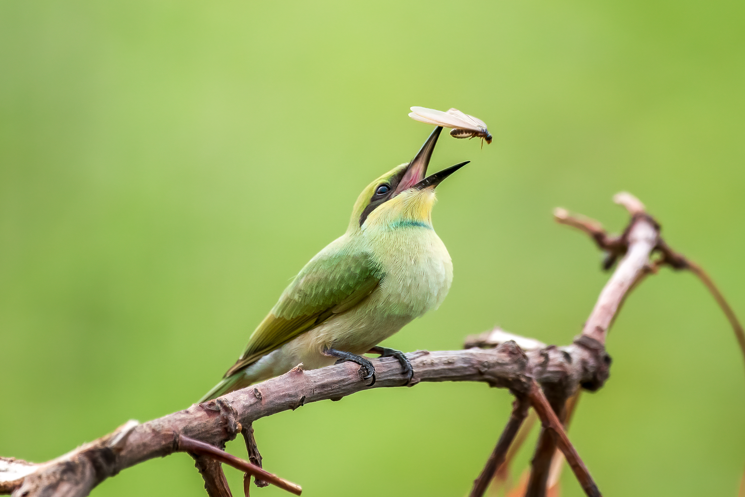 A bee eater preying an insect