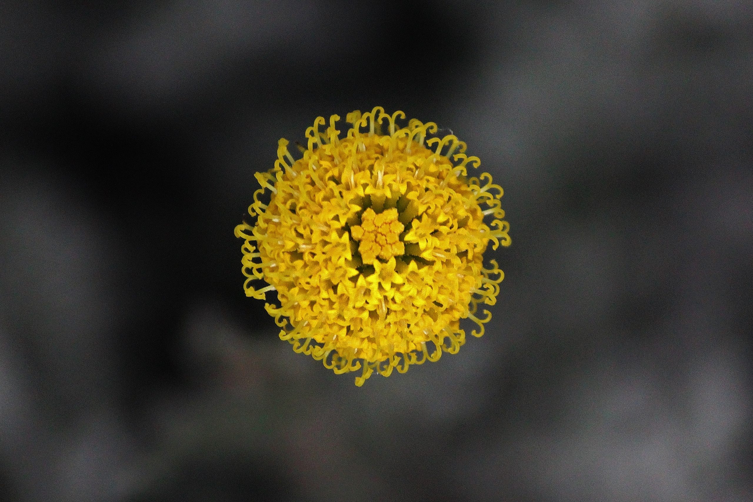 Billy Buttons plant