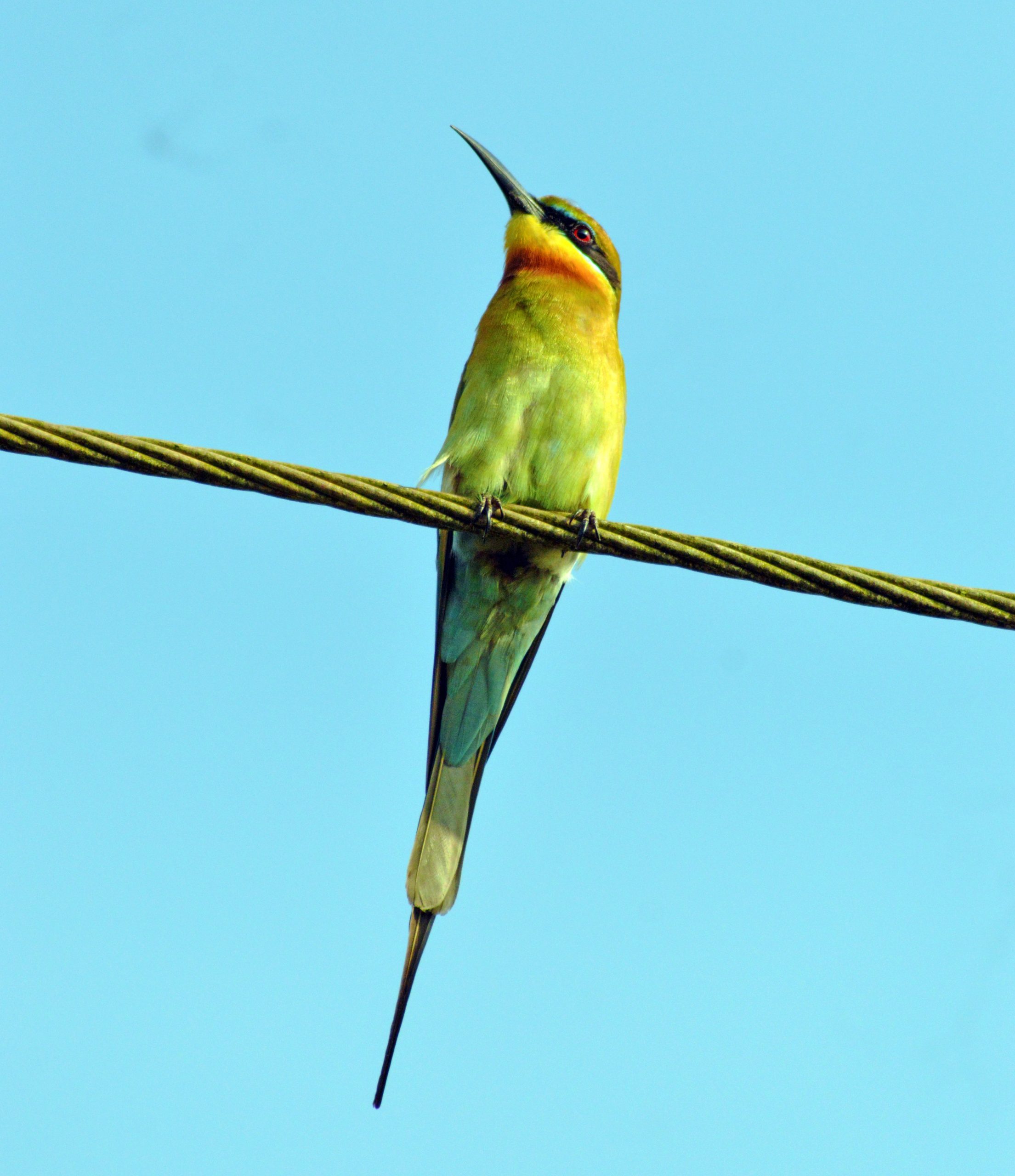 bird on a rope