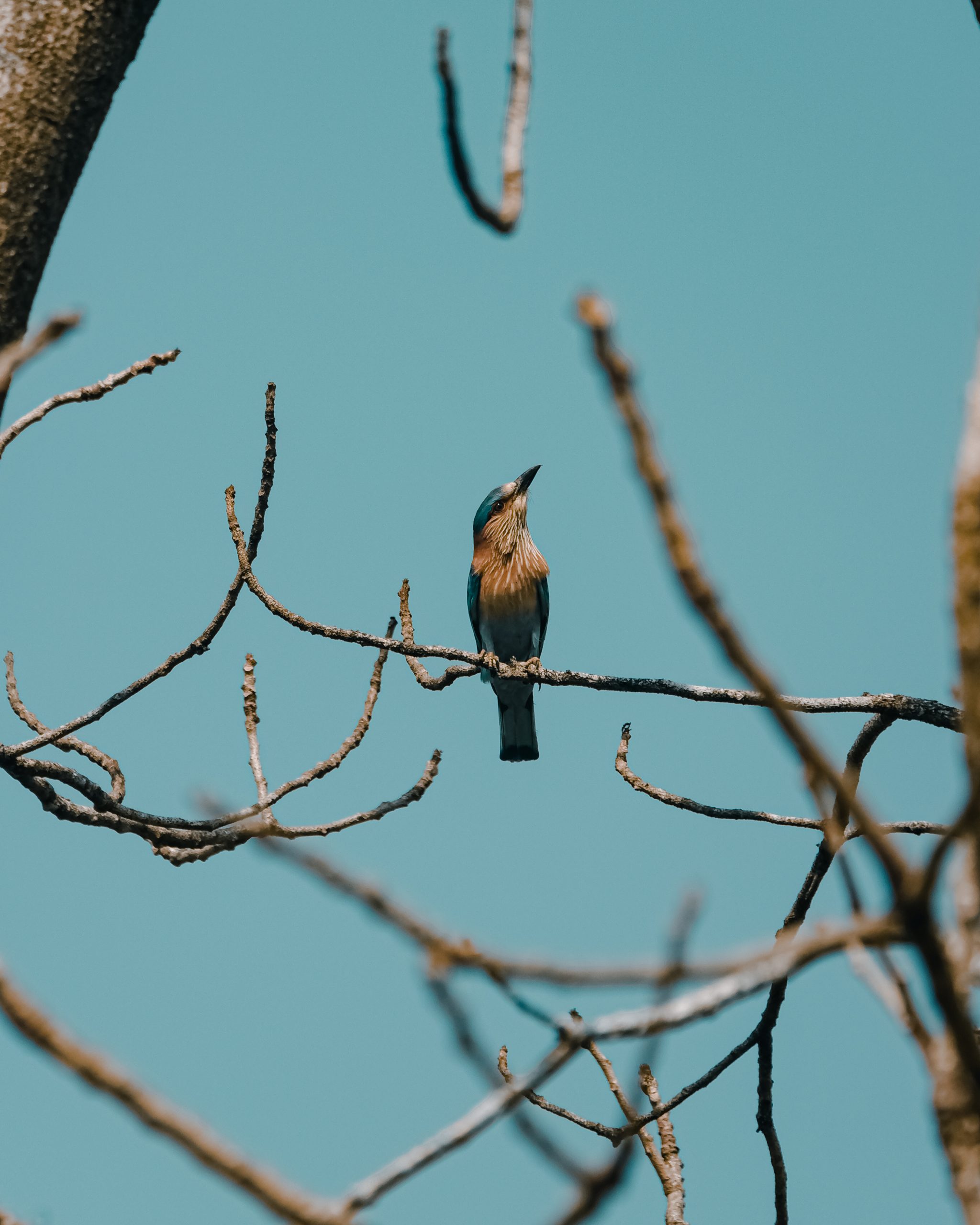 Bird sitting on tree branch