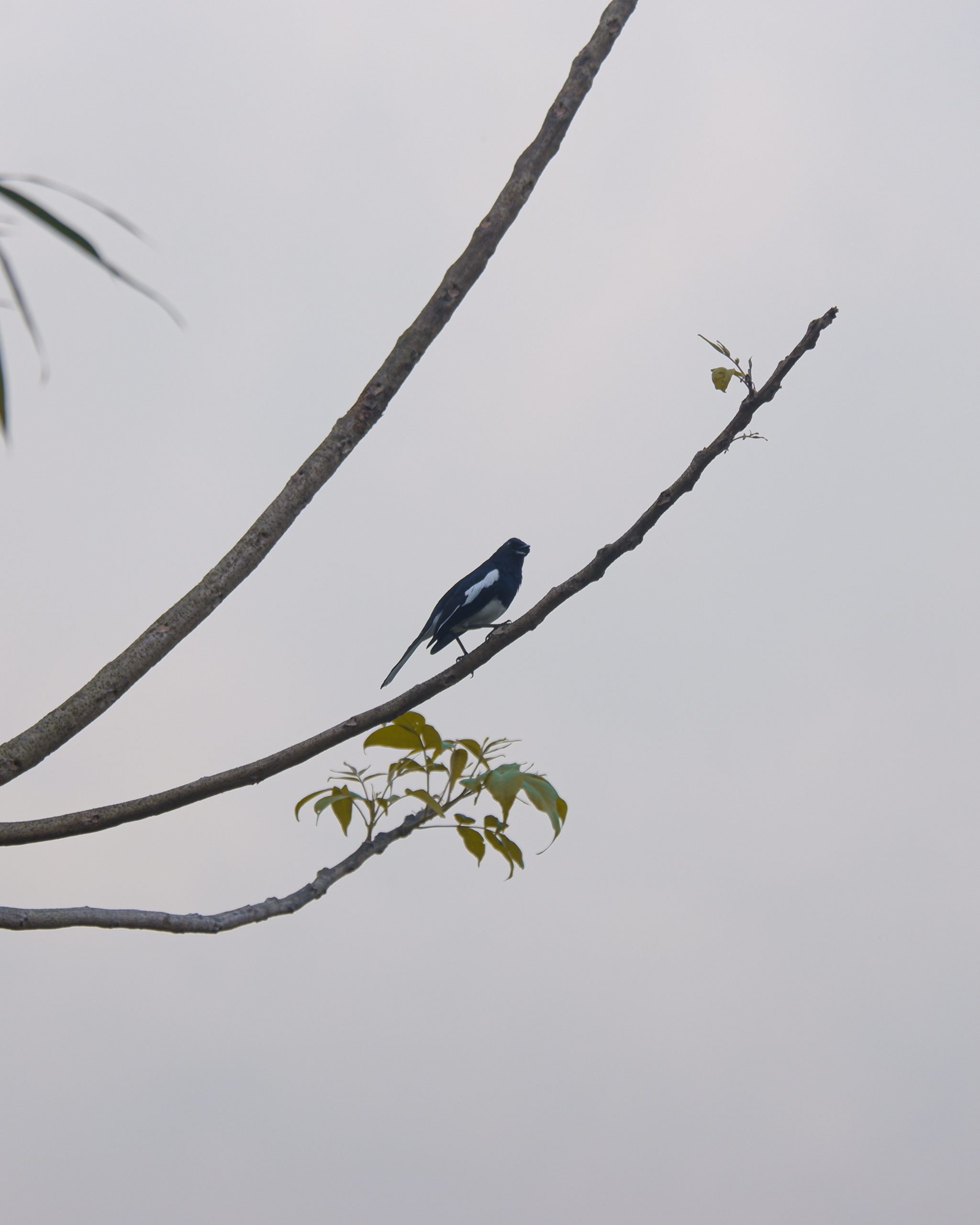 Bird sitting on tree branch