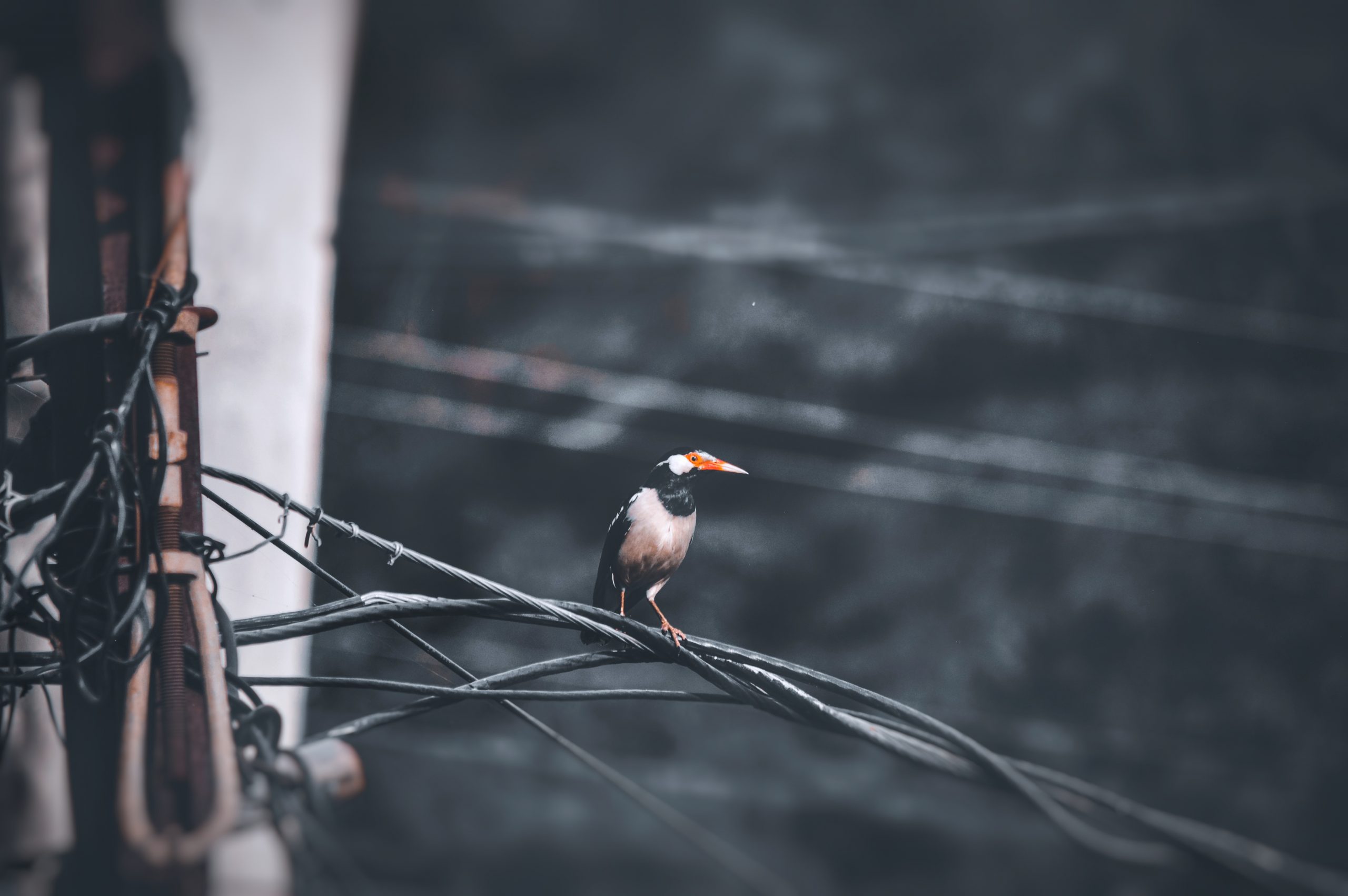 bird sitting on a wire