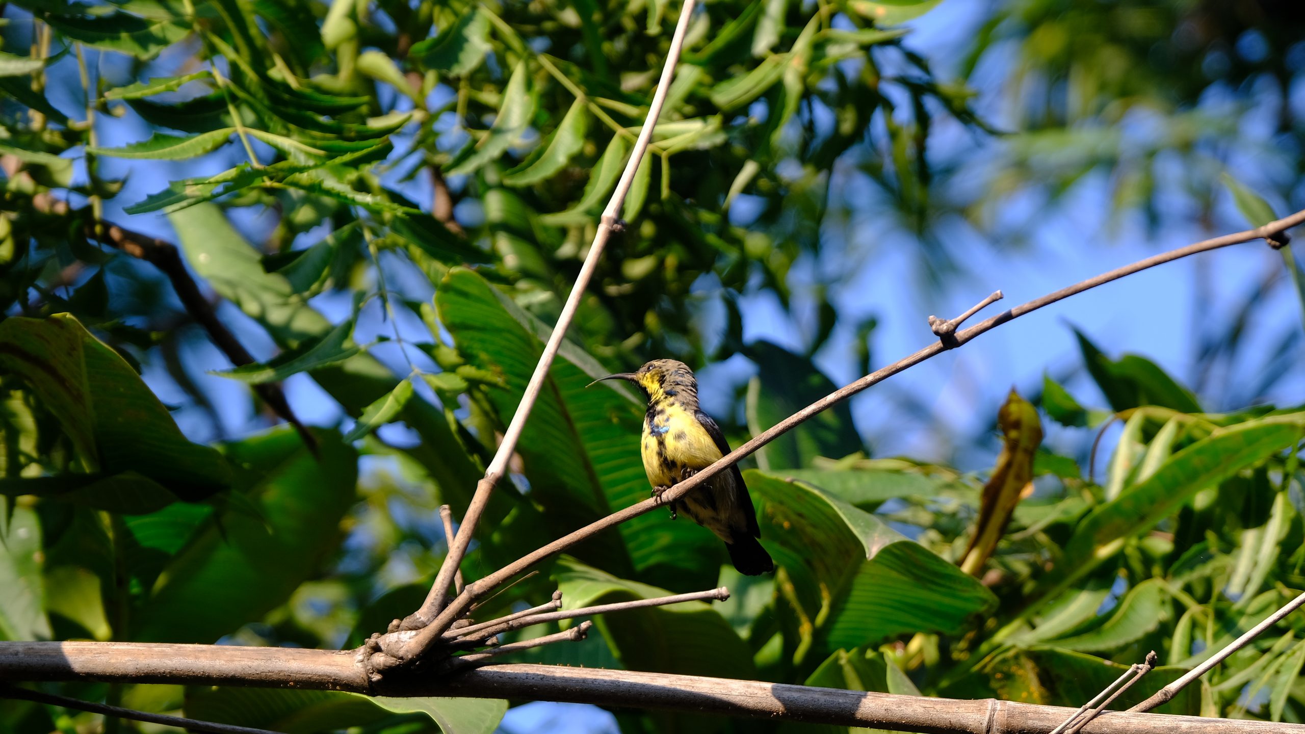 Bird sitting on tree