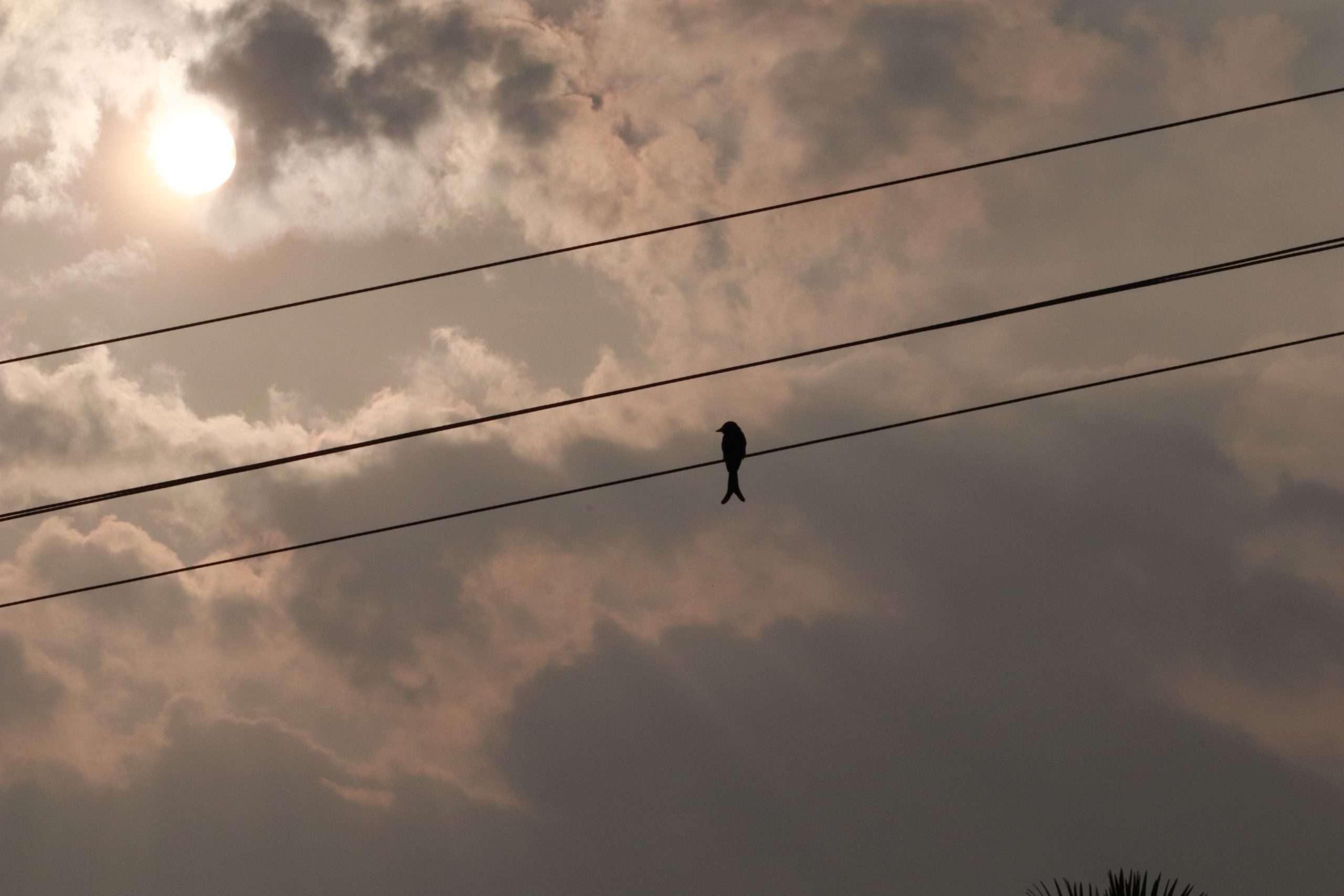 Bird sitting on electric cable