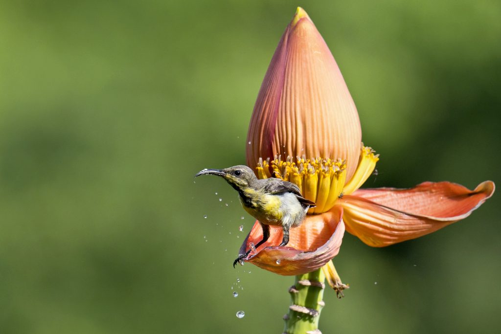 Bird Sitting On The Petal Of The Flower - PixaHive