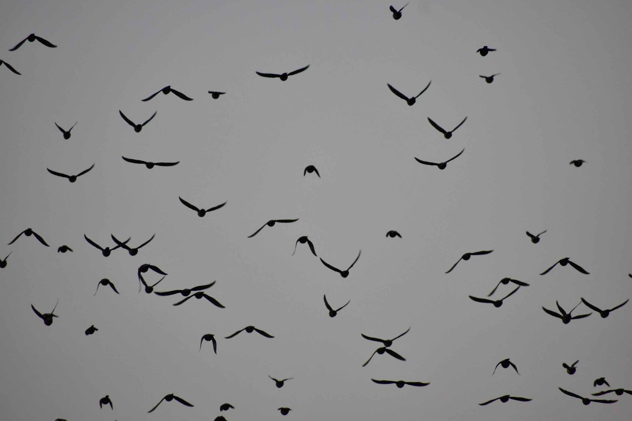 Birds in sky