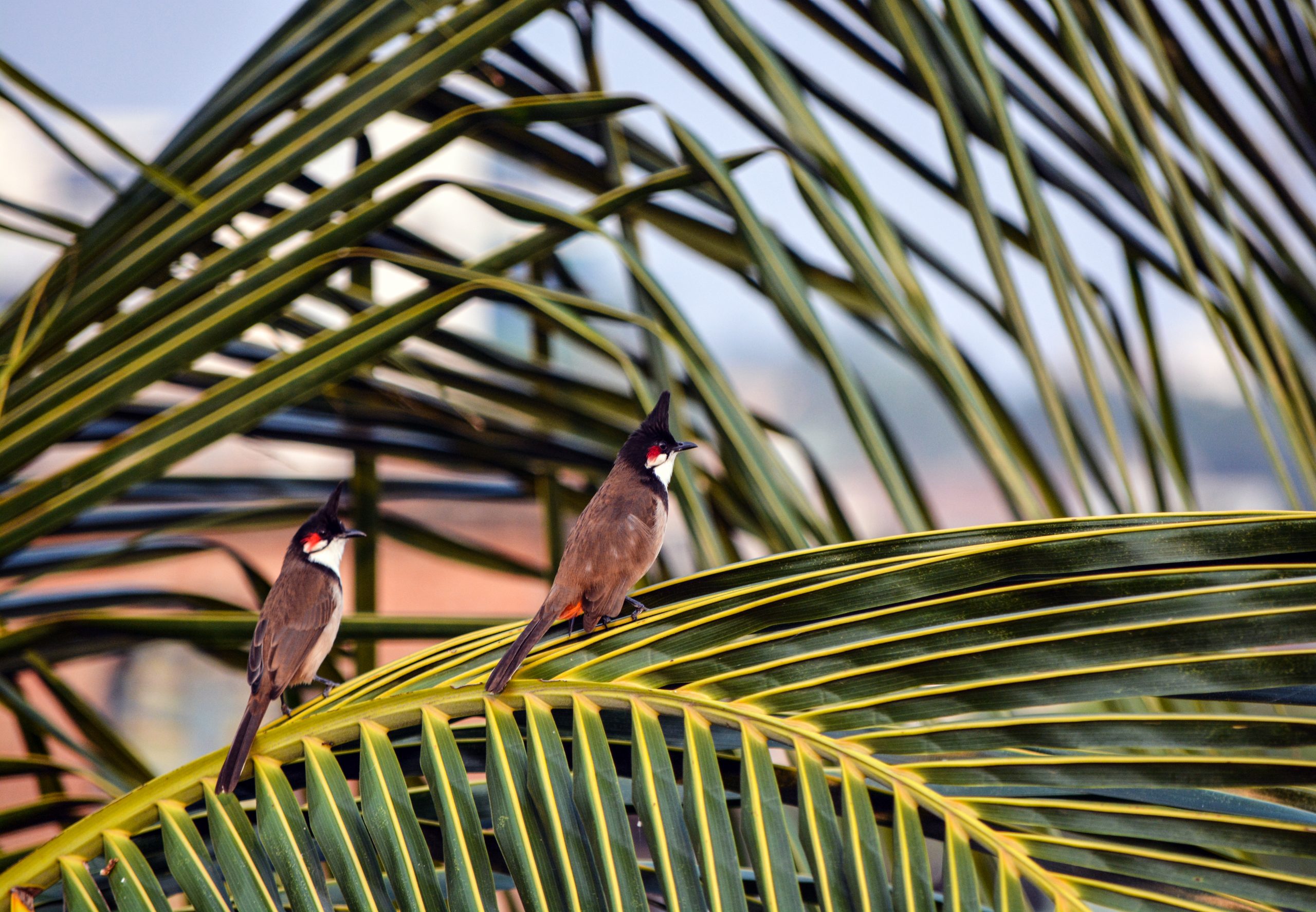 Birds at a branch