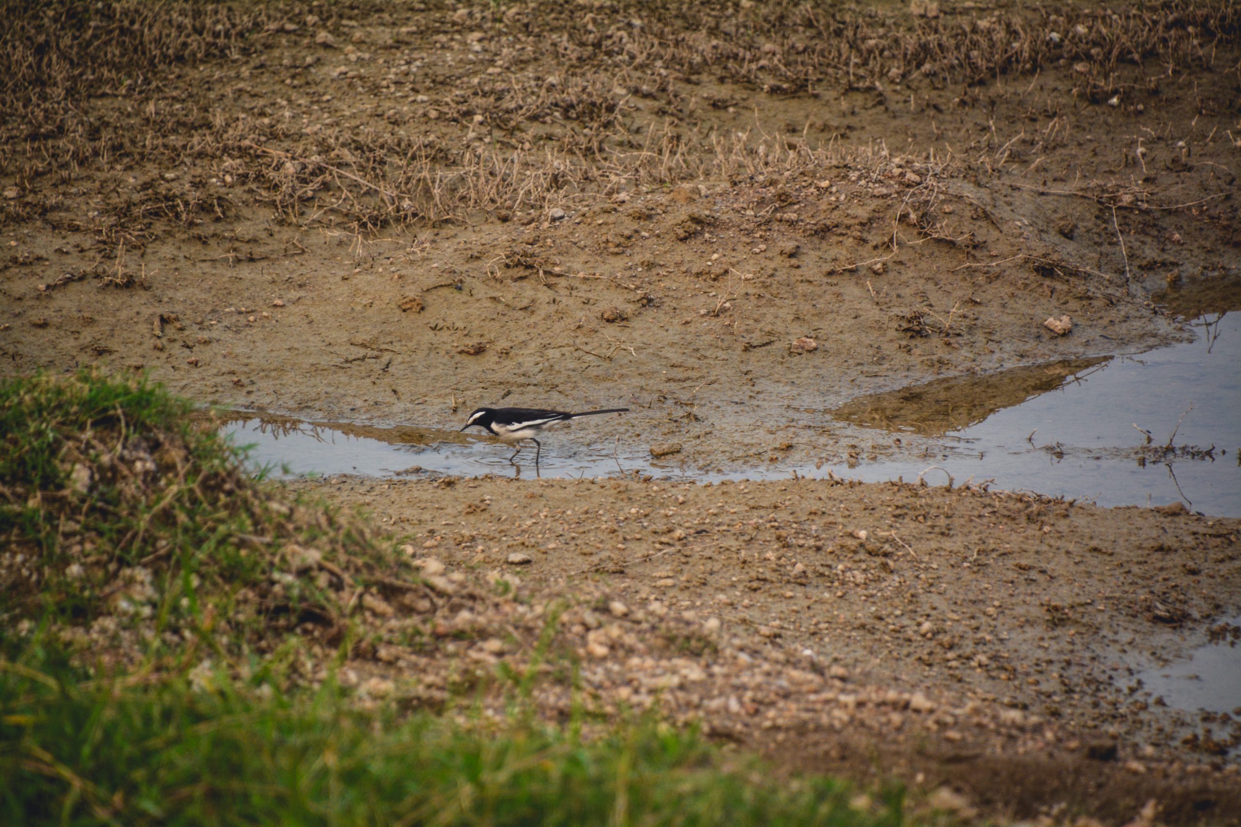 Bird in water pit