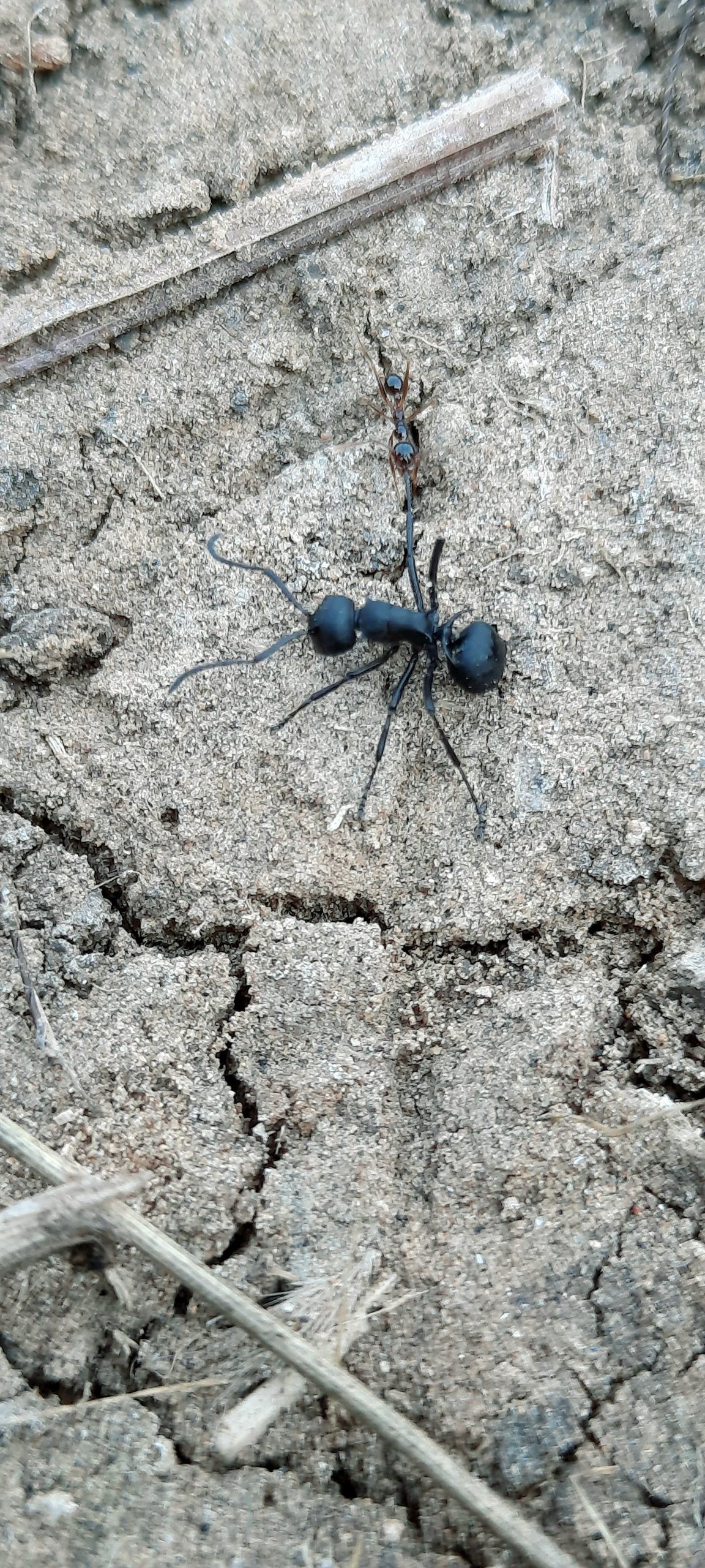 Black Carpenter ant