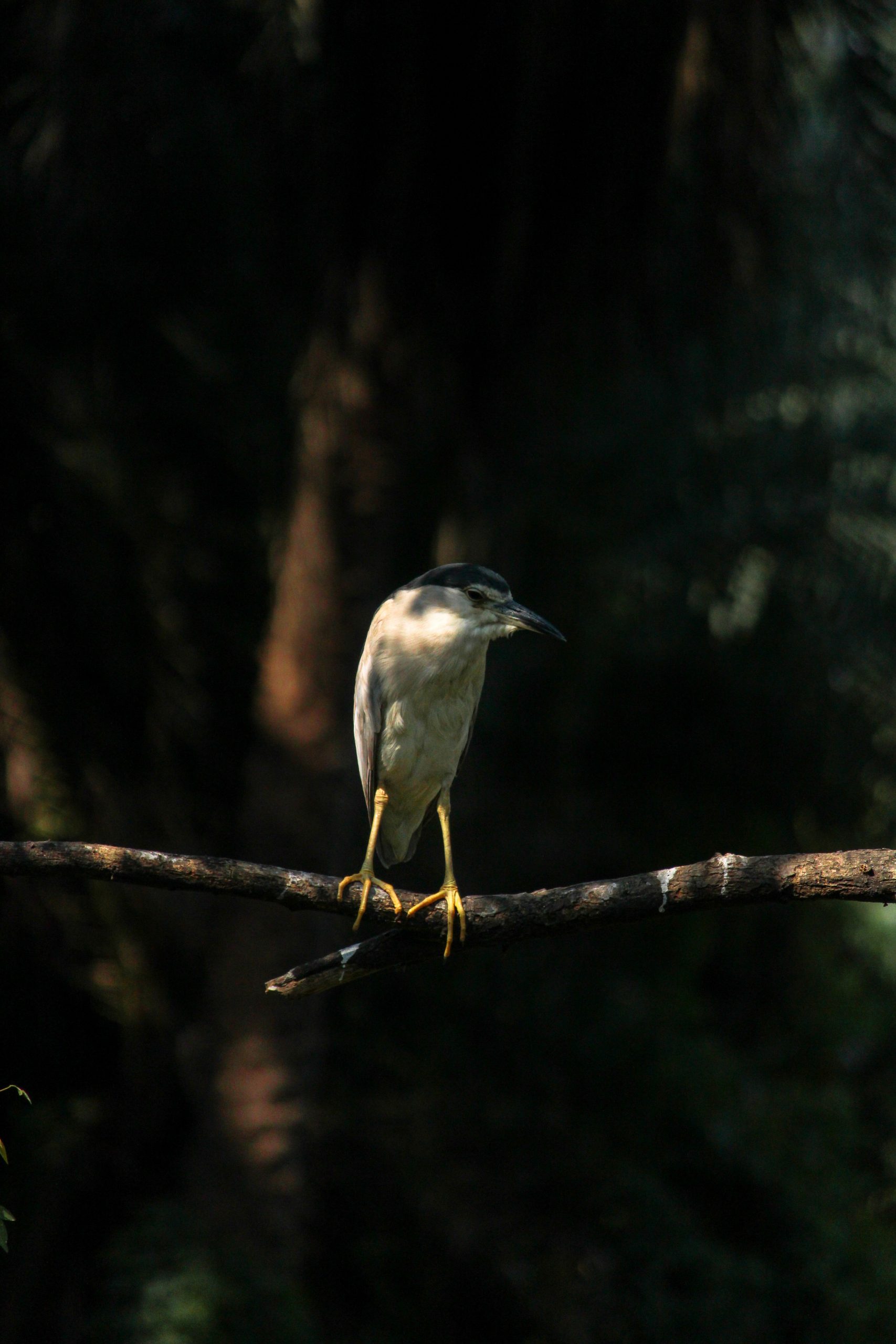 Night-Heron bird on a branch