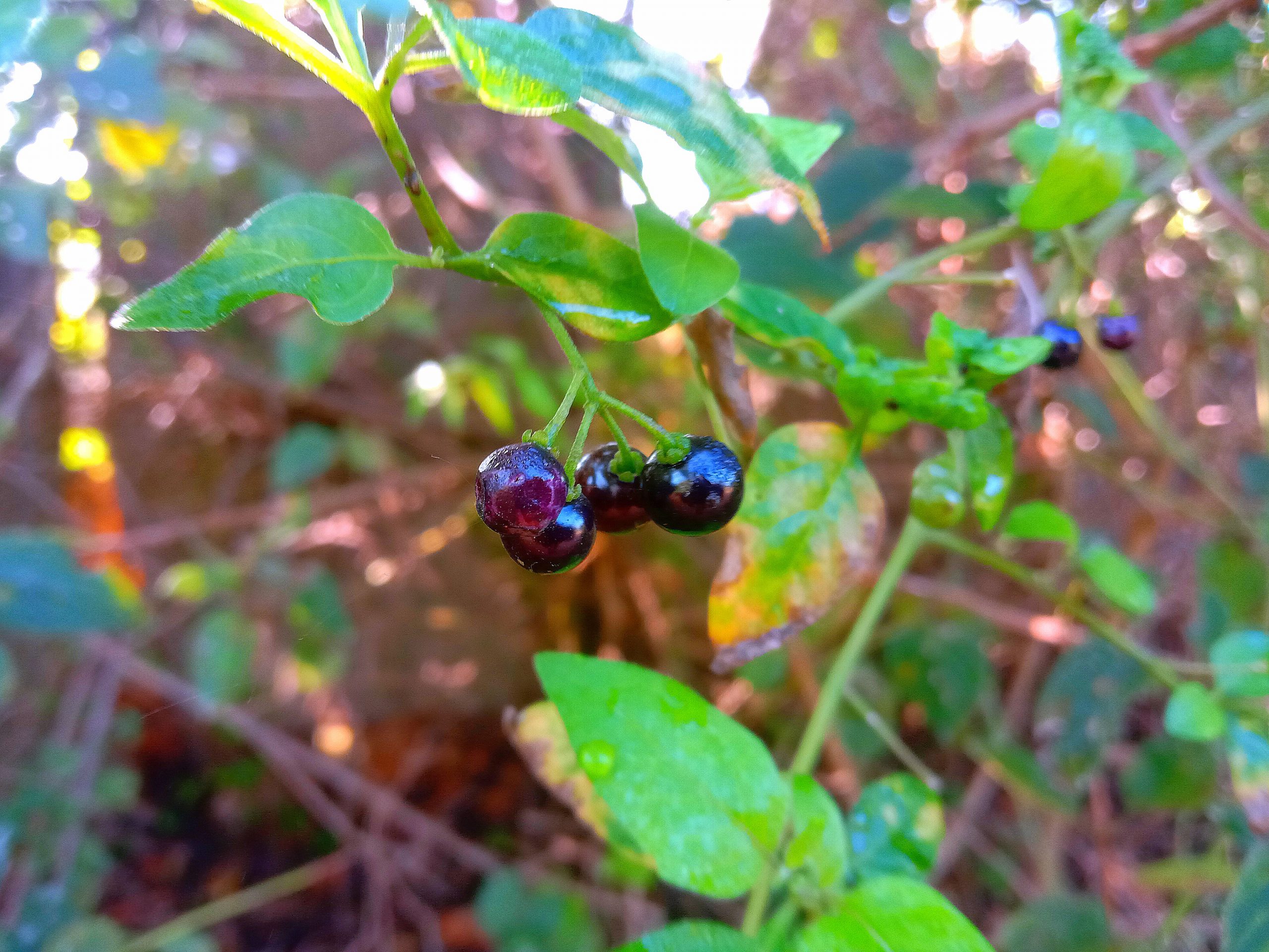 Black fruit of a plant