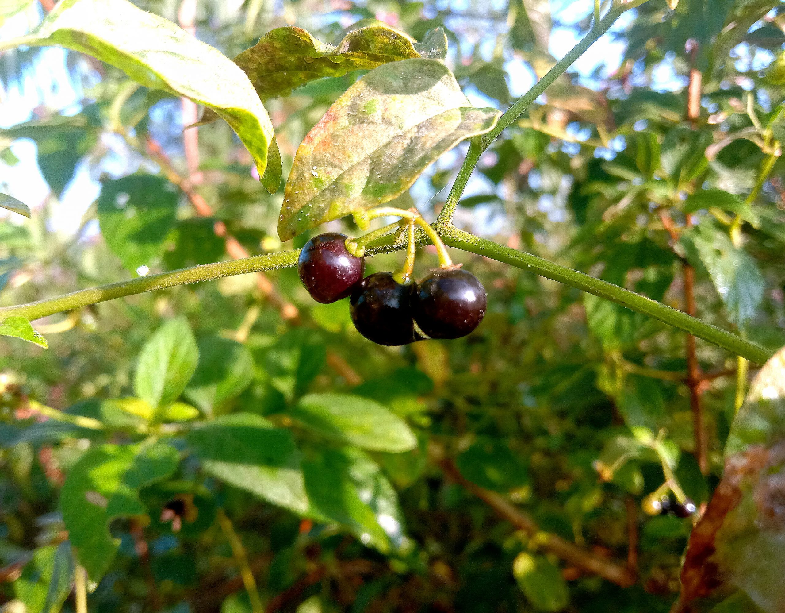 A fruit plant