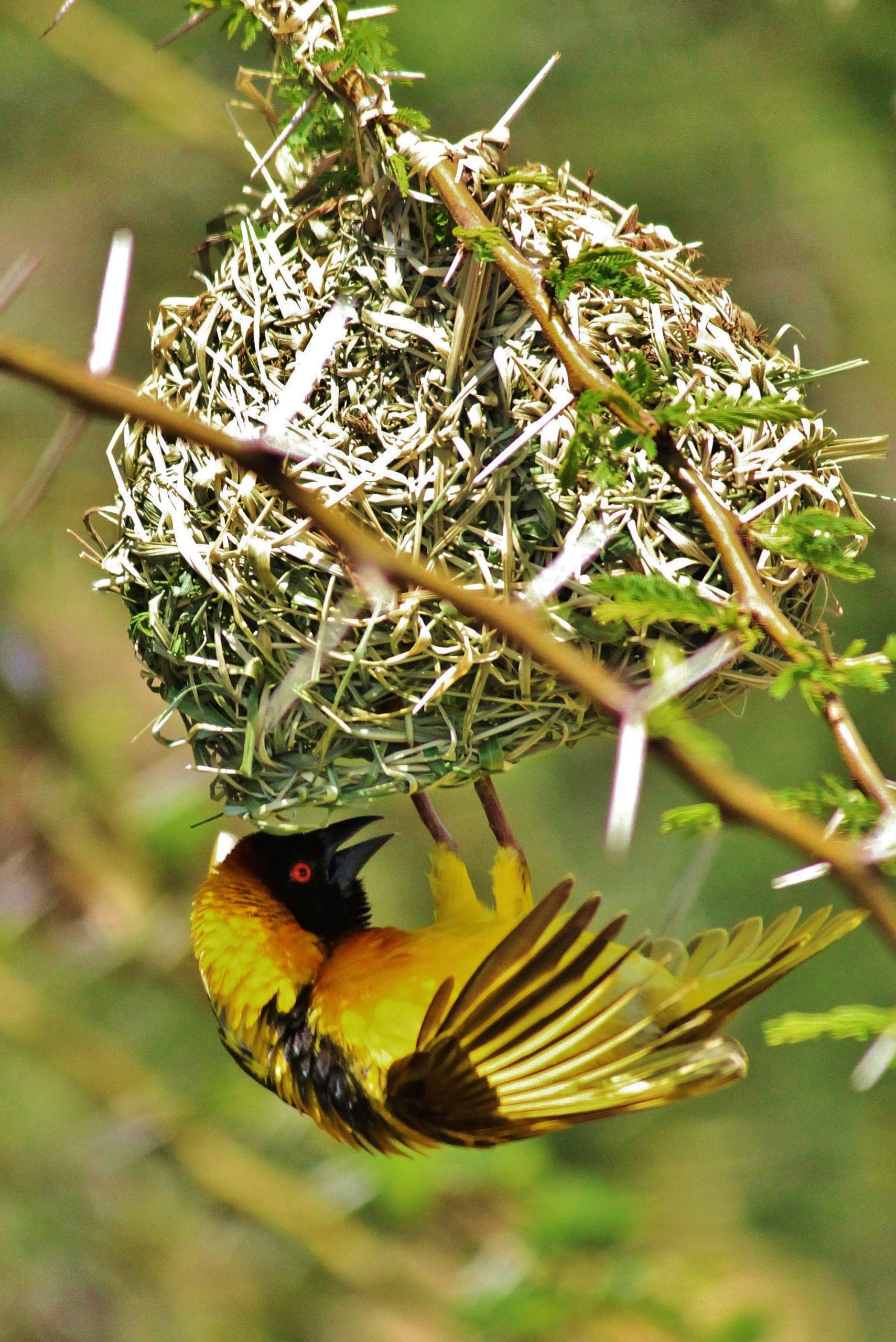 Bird creating nest