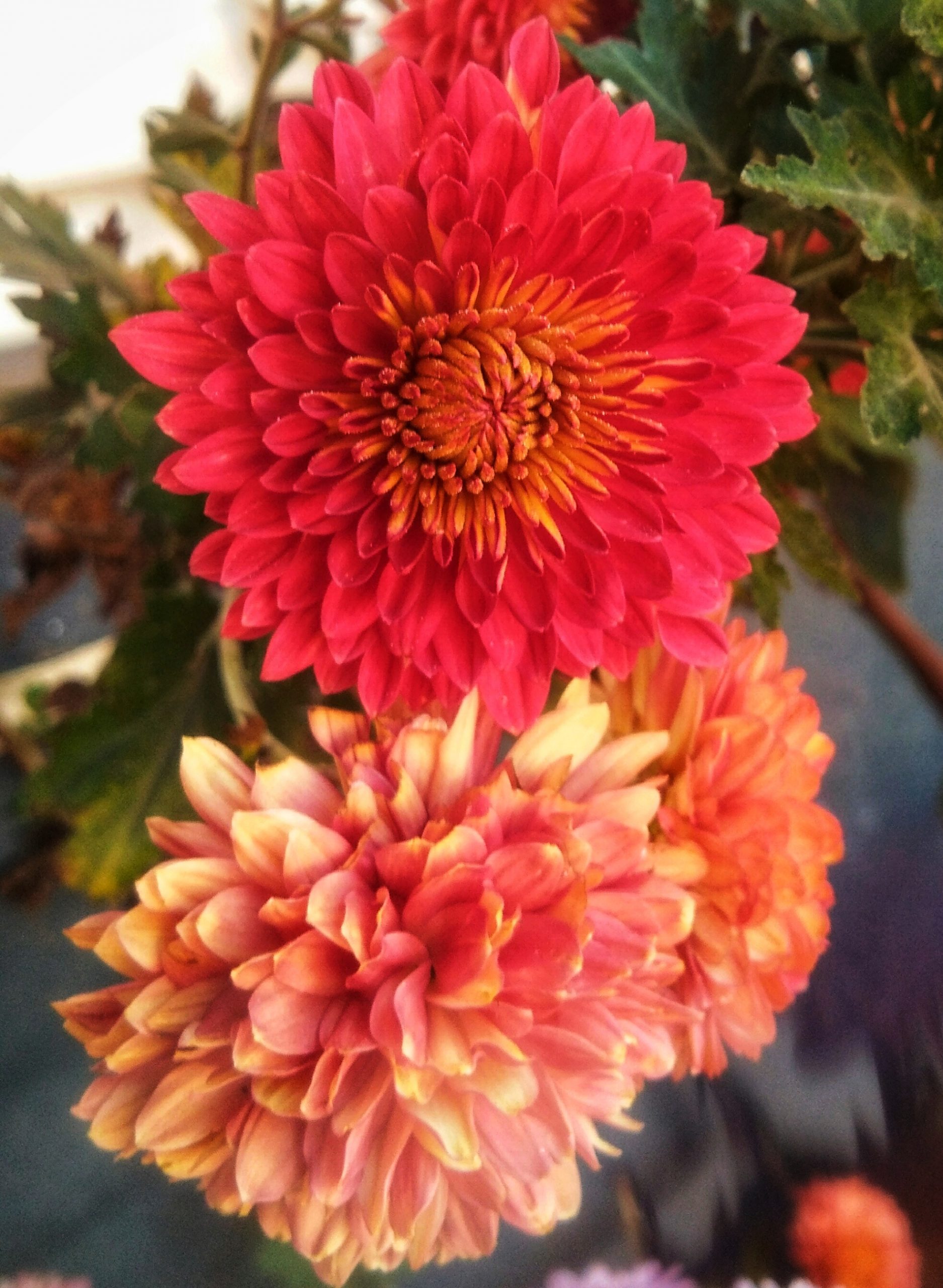 Blooming Crysanthemum flowers