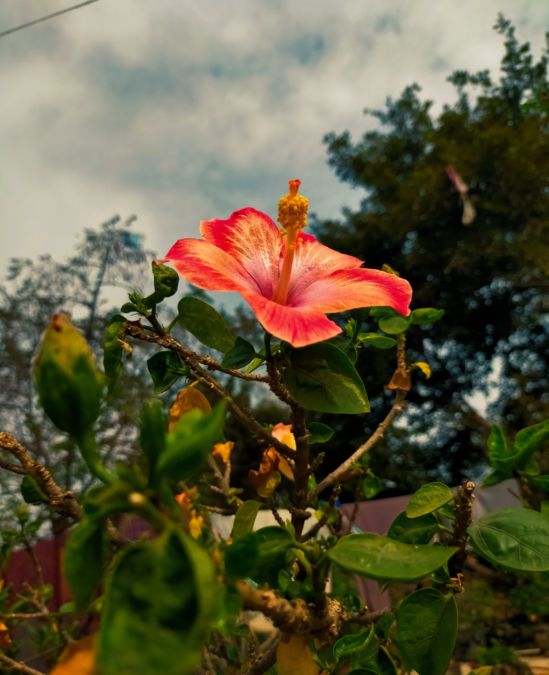 Blooming Hibiscus Flower