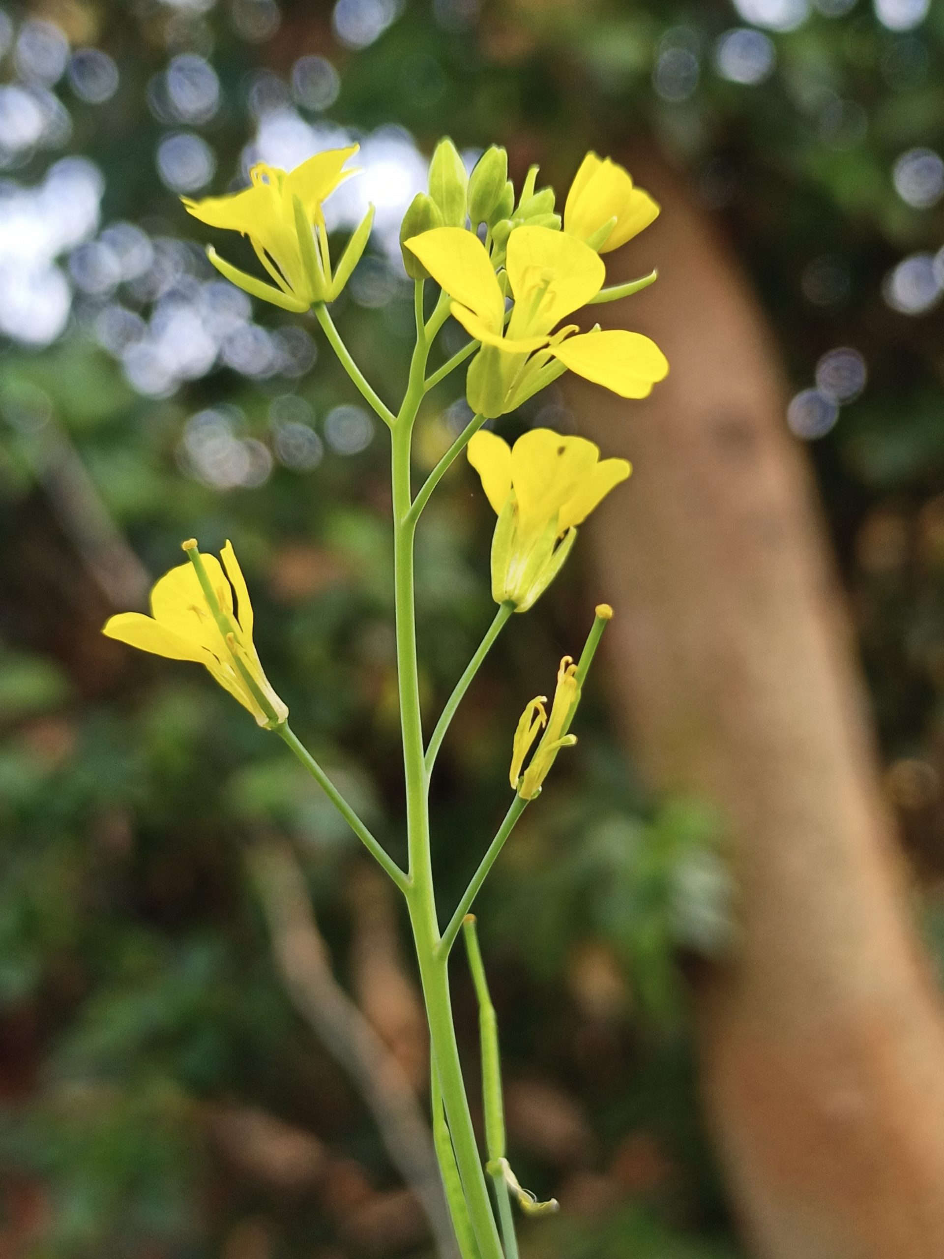 Blooming Mustard flower