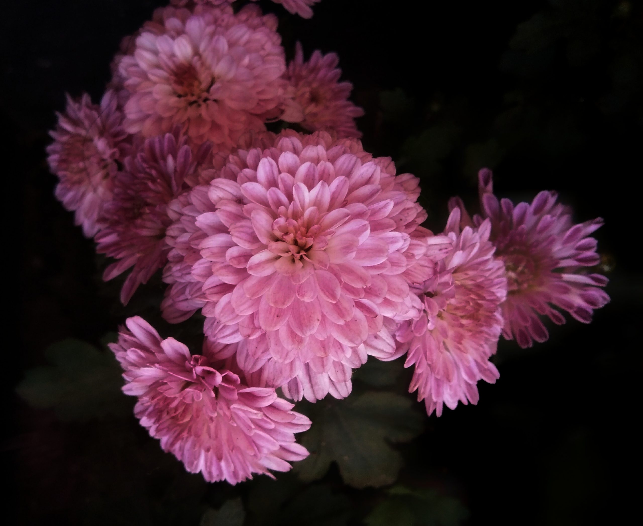 Blooming Pink Chrysanthemum