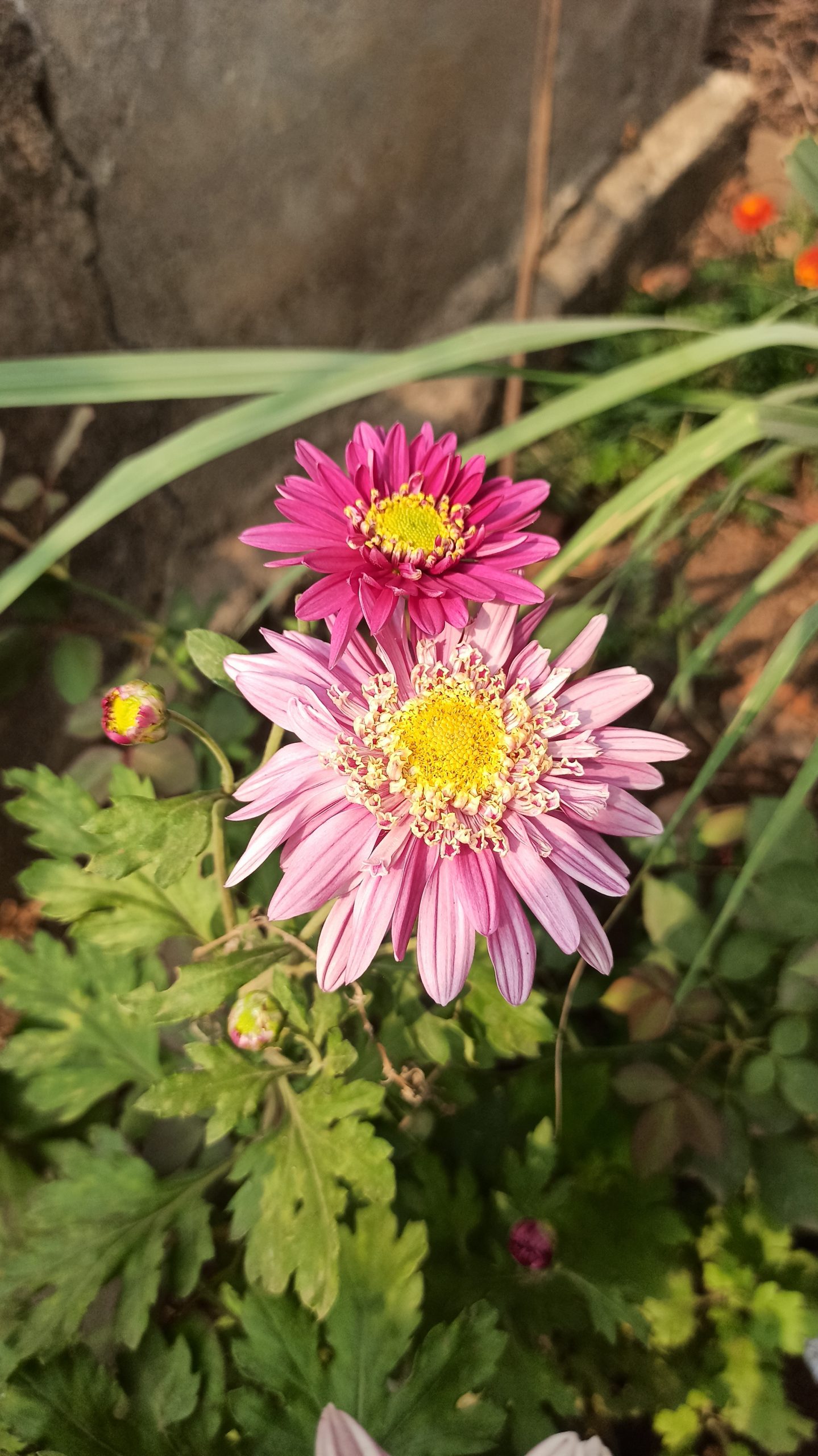 Blooming Pink Flowers