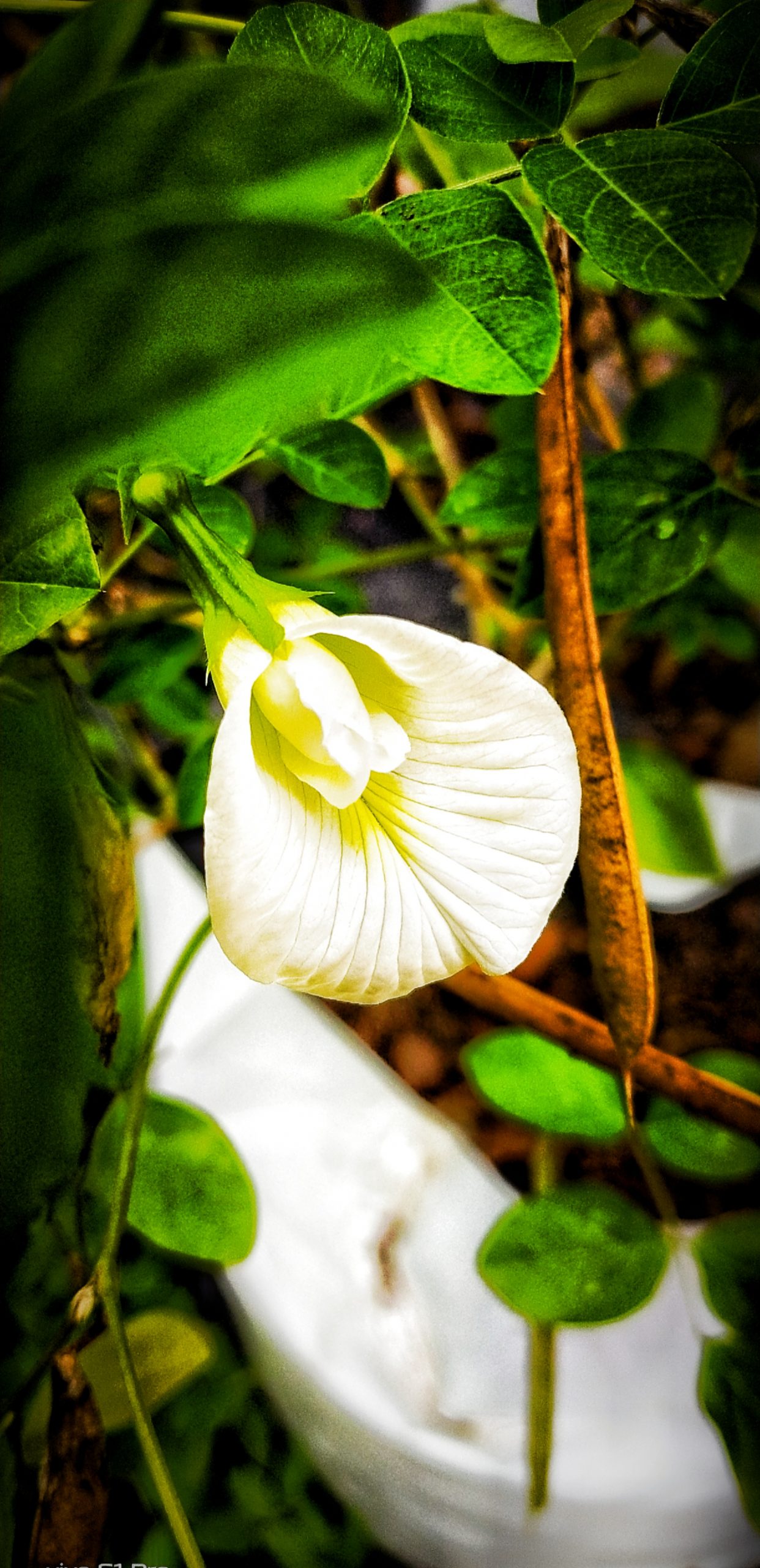 Blooming White Flower