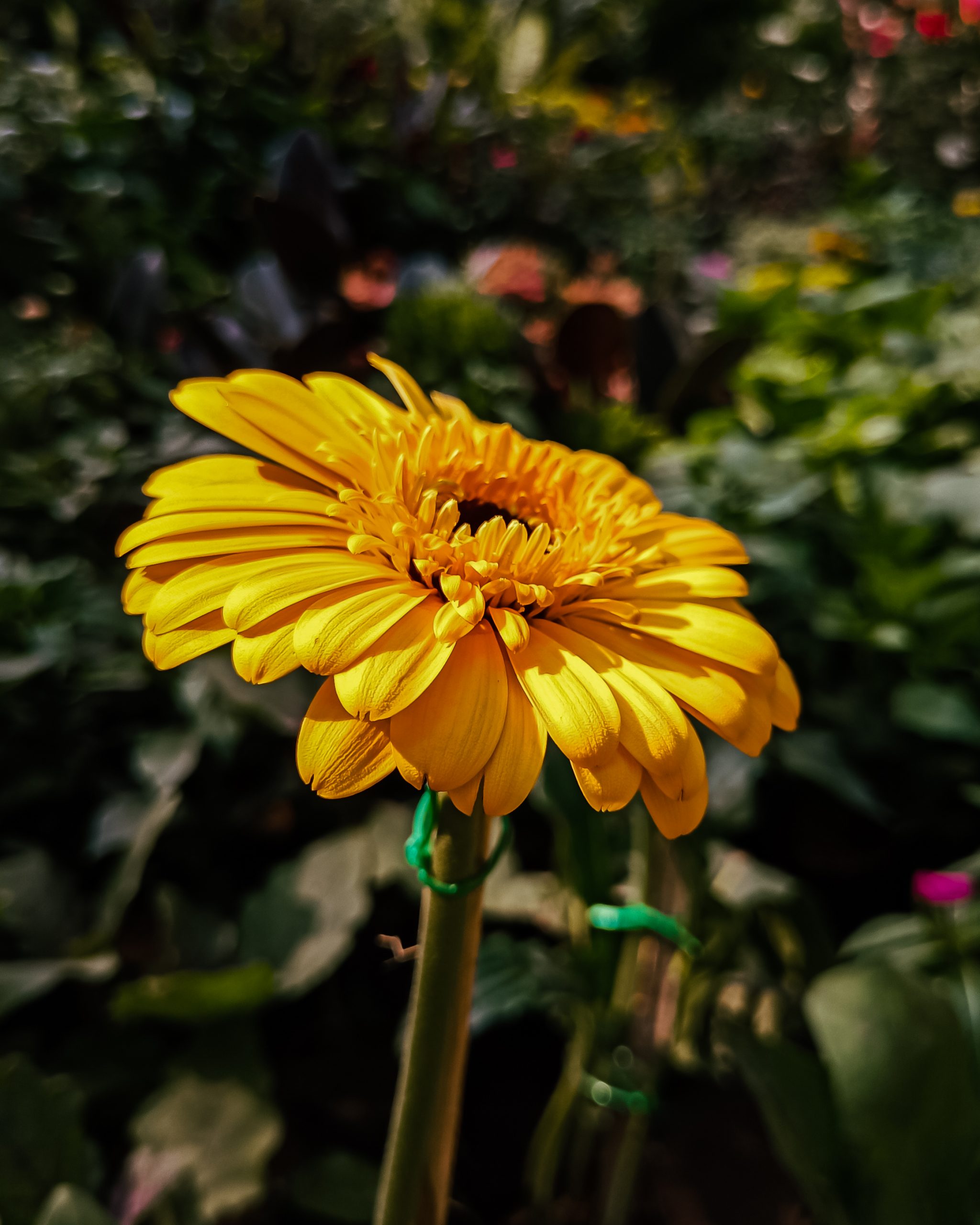 Blooming Yellow flower
