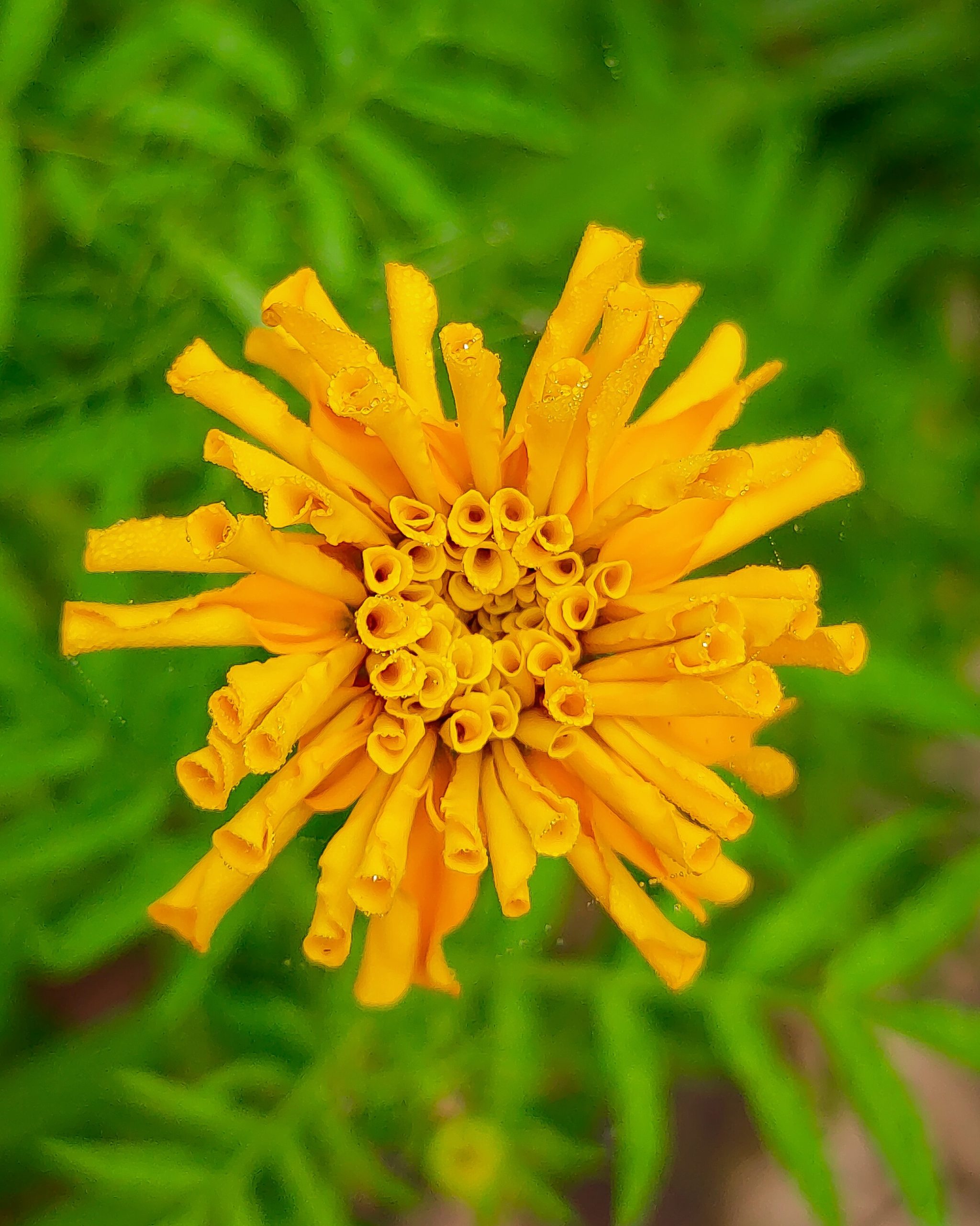 blooming of marigold
