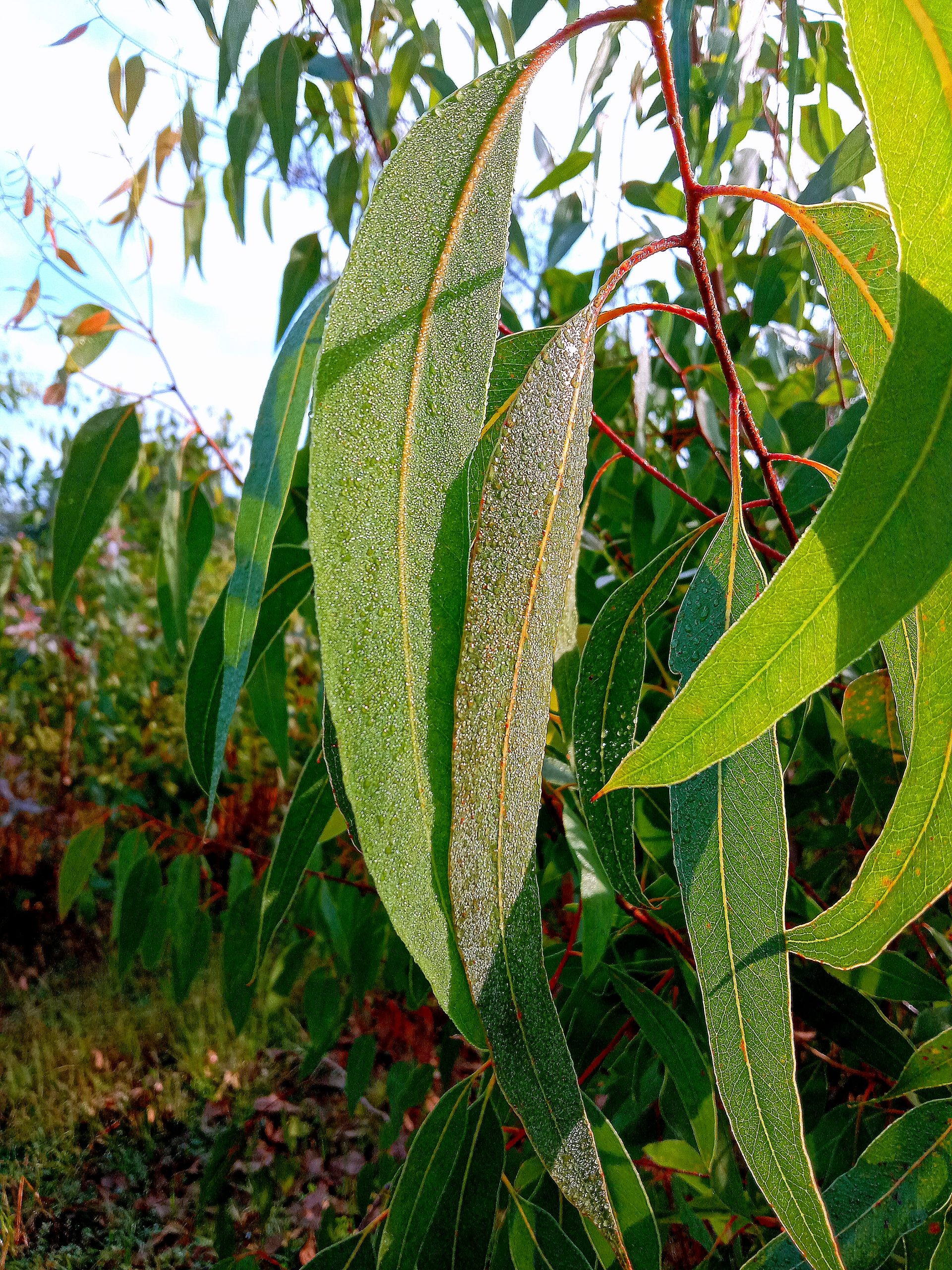 Green leaves of a plant