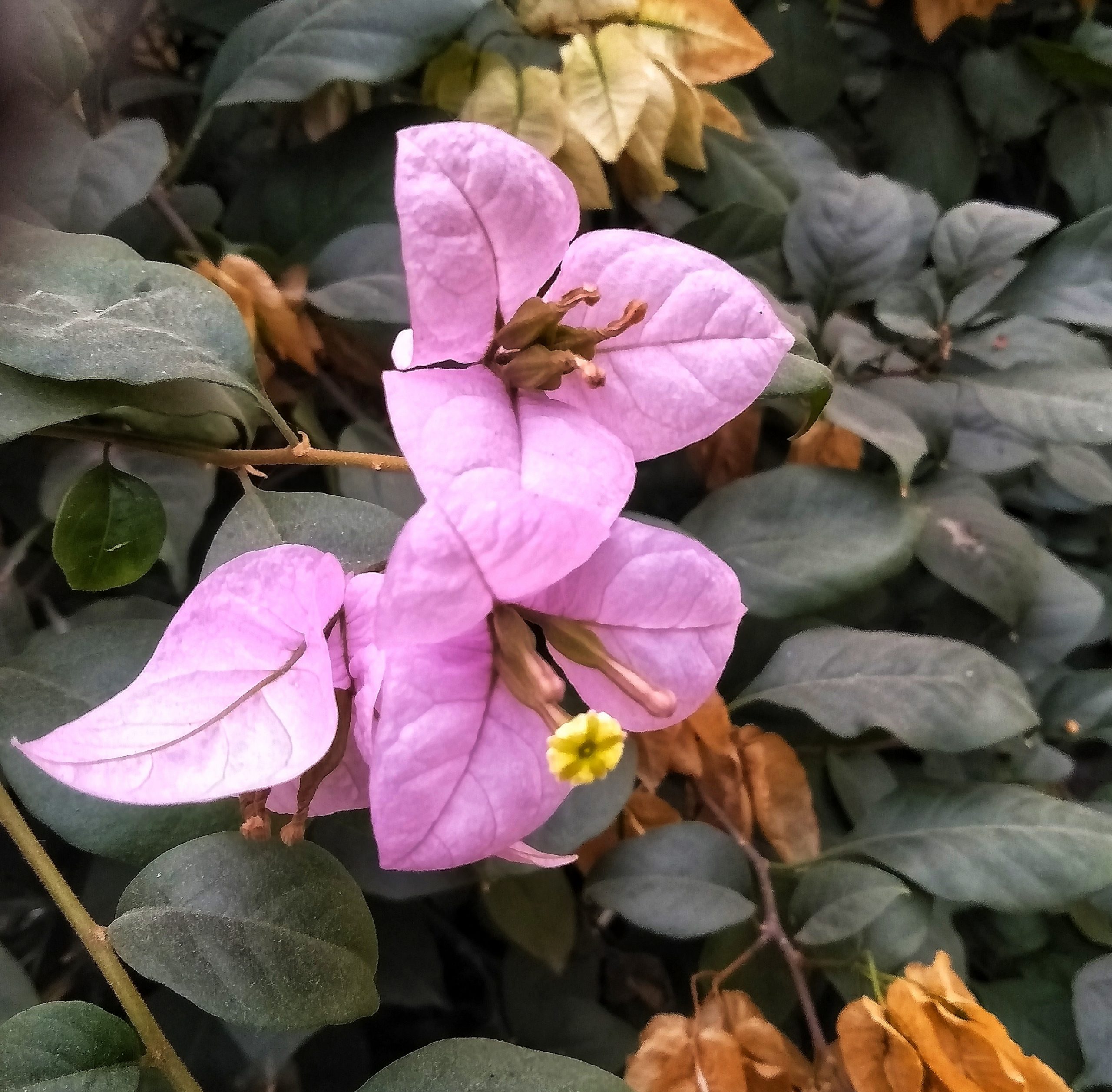 Bougainvillea glabra flower