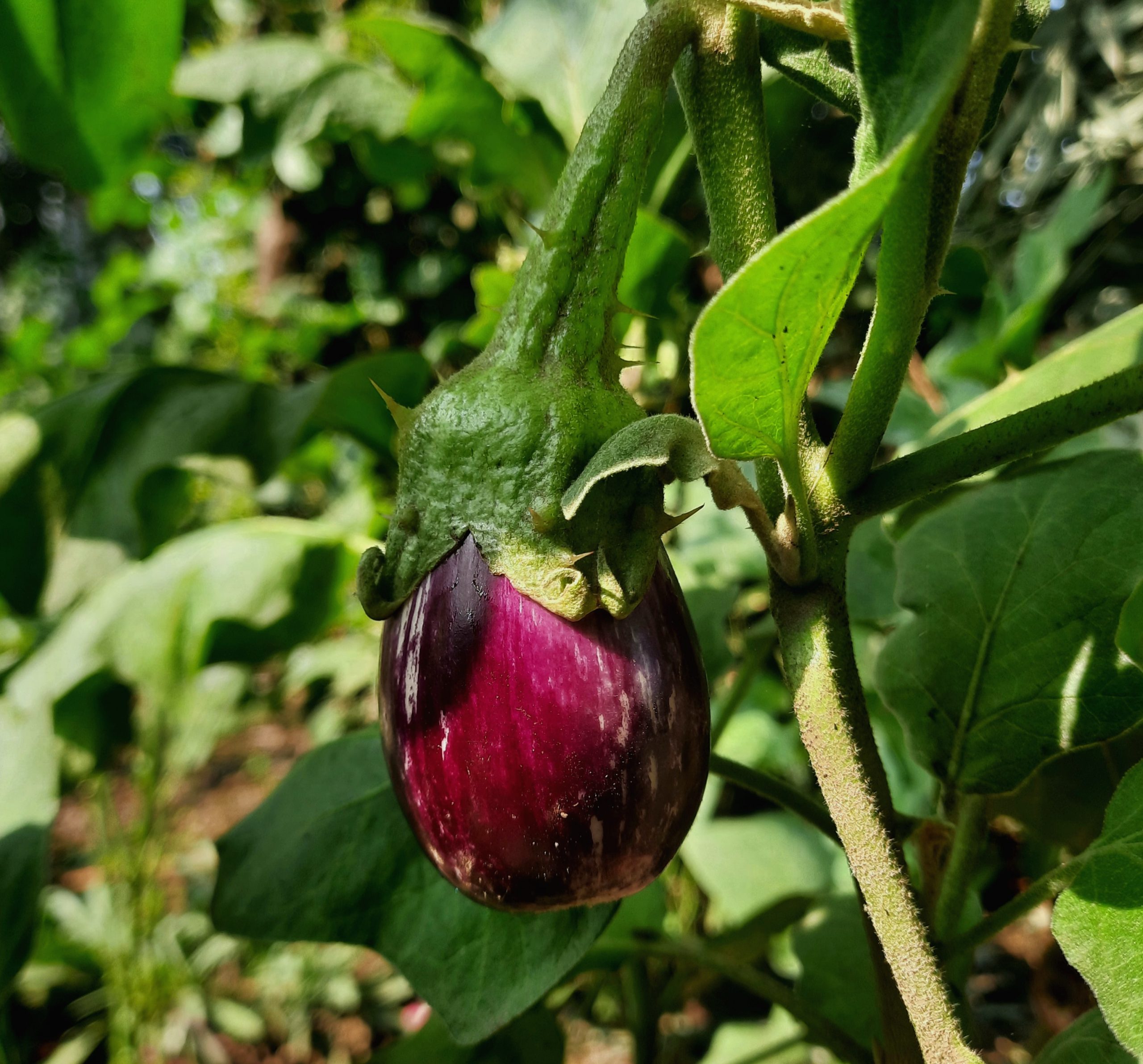 brinjal on a plant