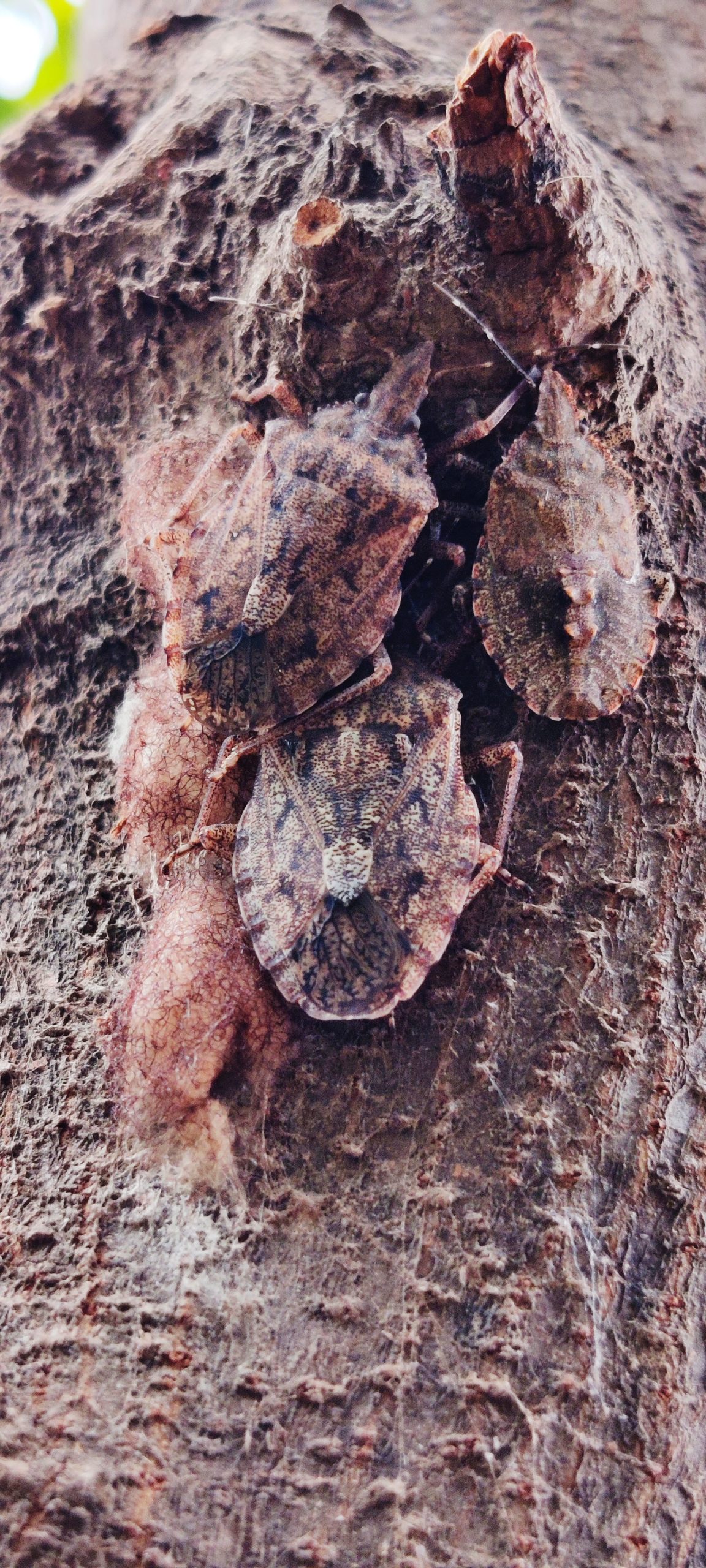 Brochymena sticking to wood