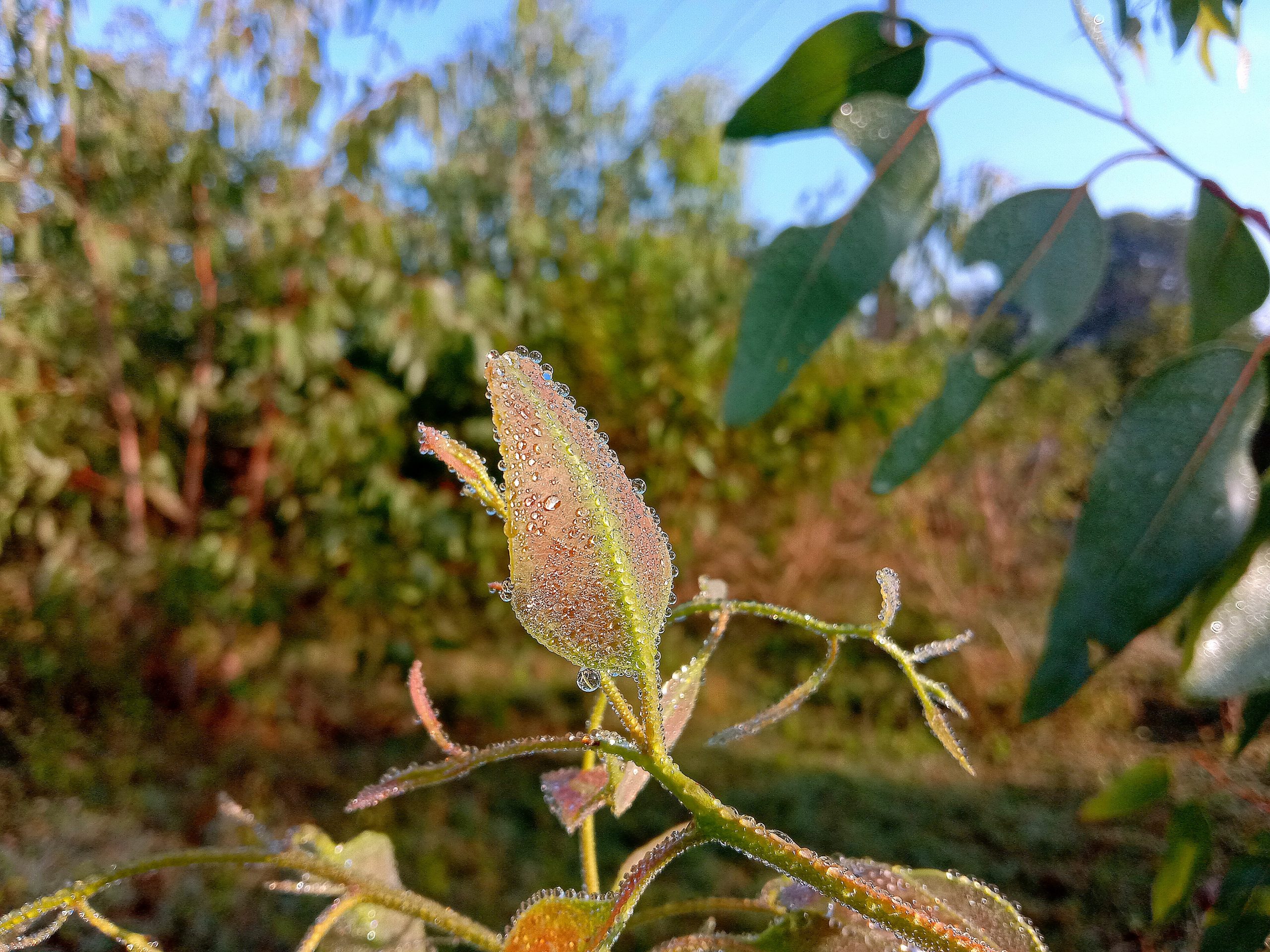 Dew drops on a plant leaves