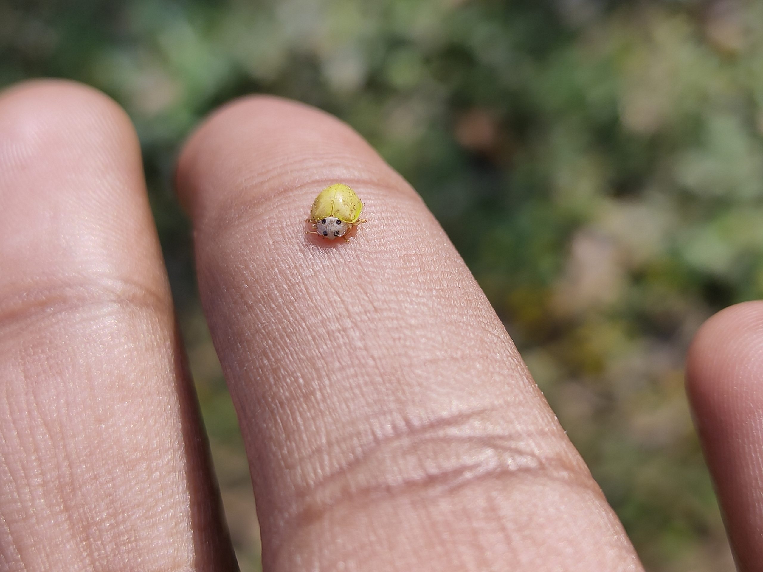 Bug on hand