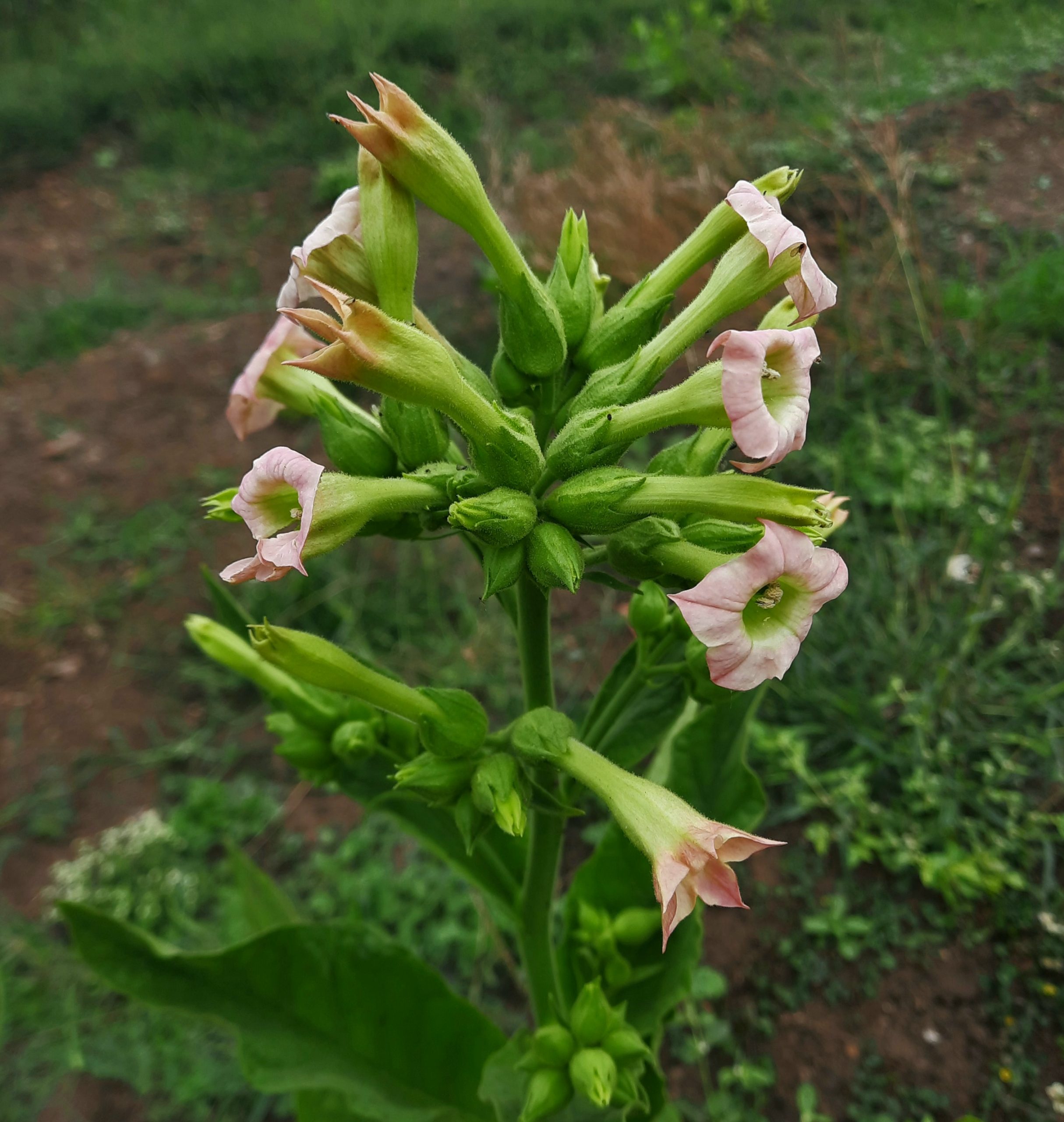 Buds and flowers of a plant
