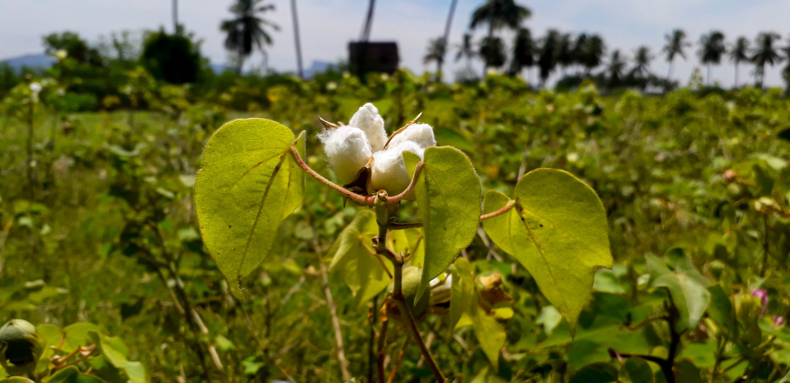 cotton plant