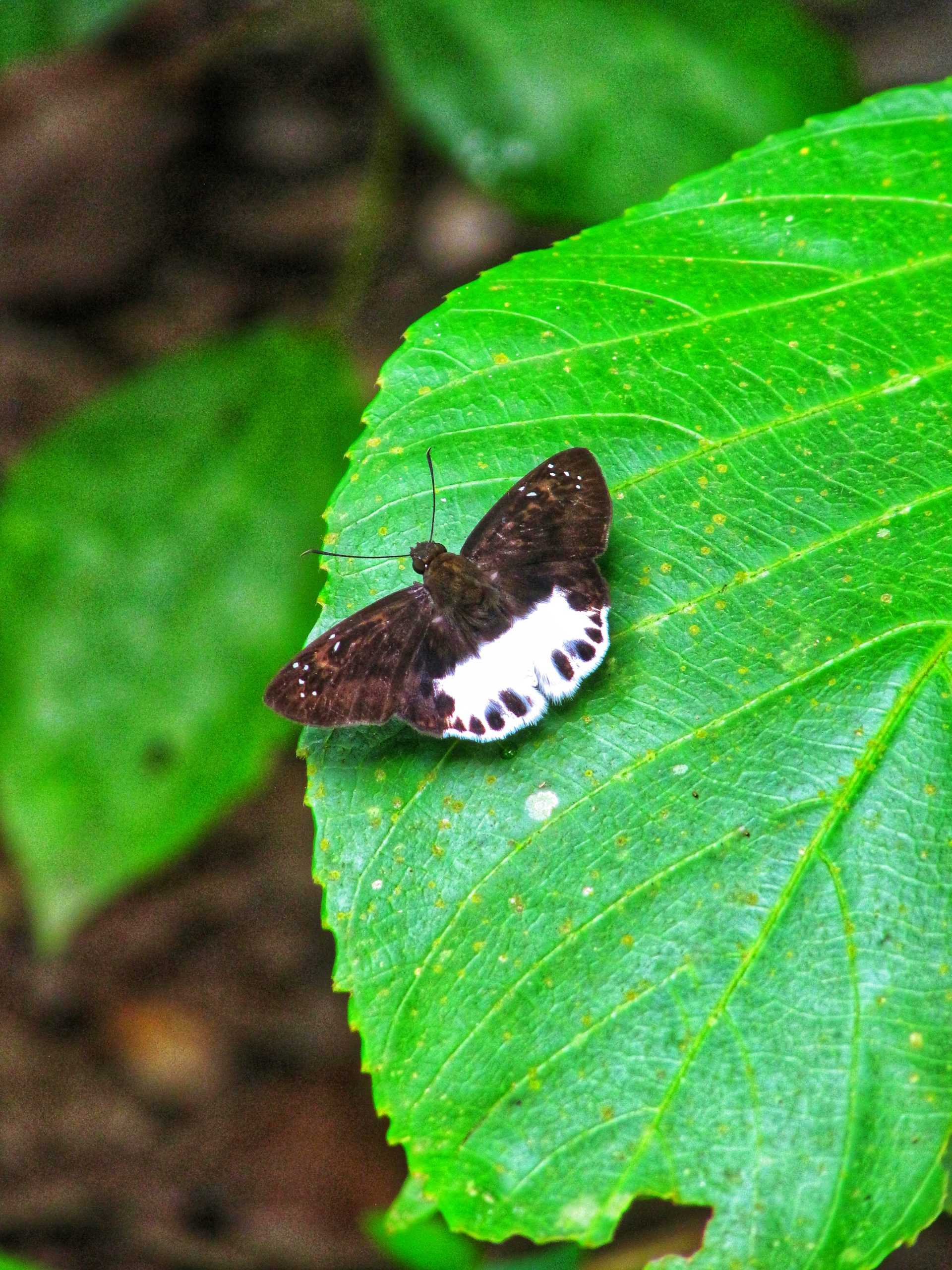 Butterfly on leaf