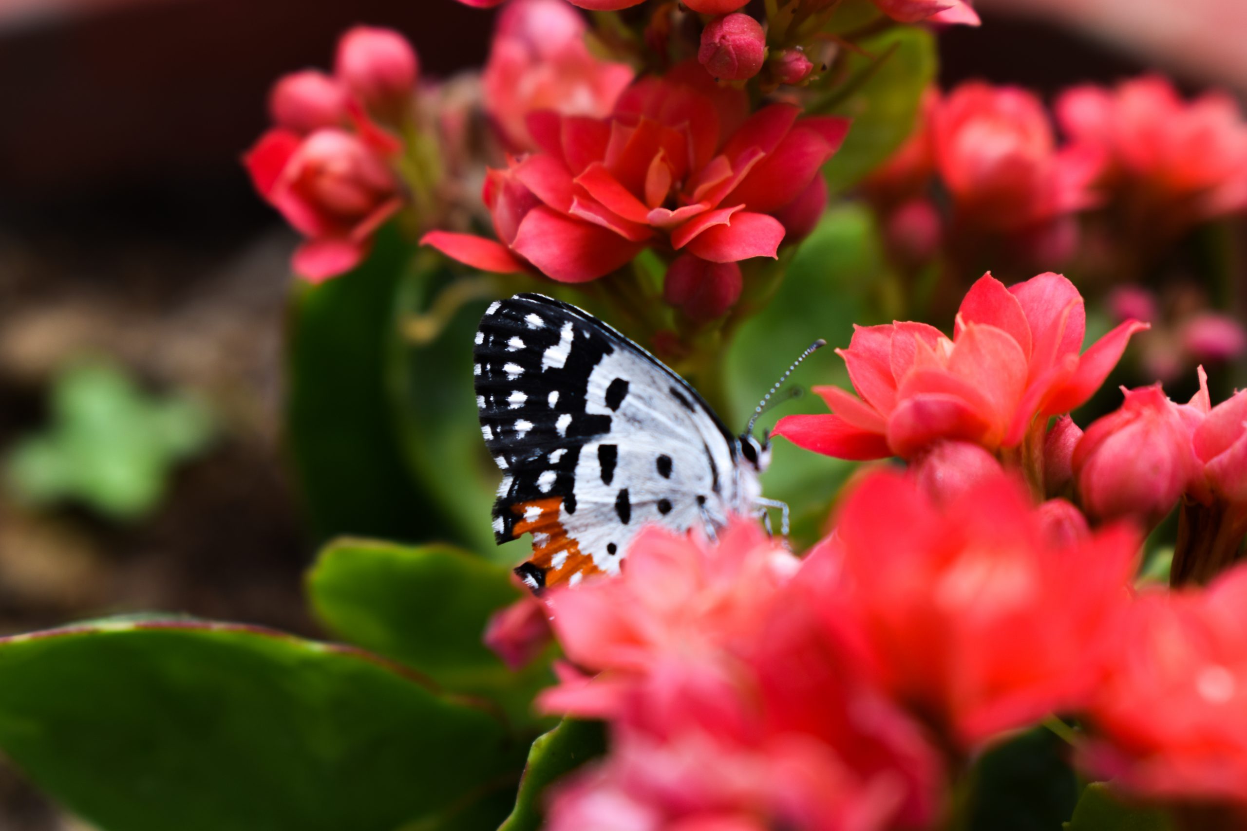 Butterfly - Free Image by Niharika Sudhir on 