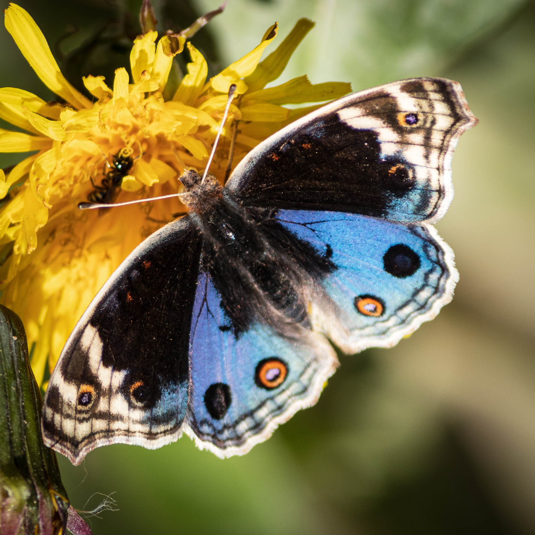 Butterfly on flower