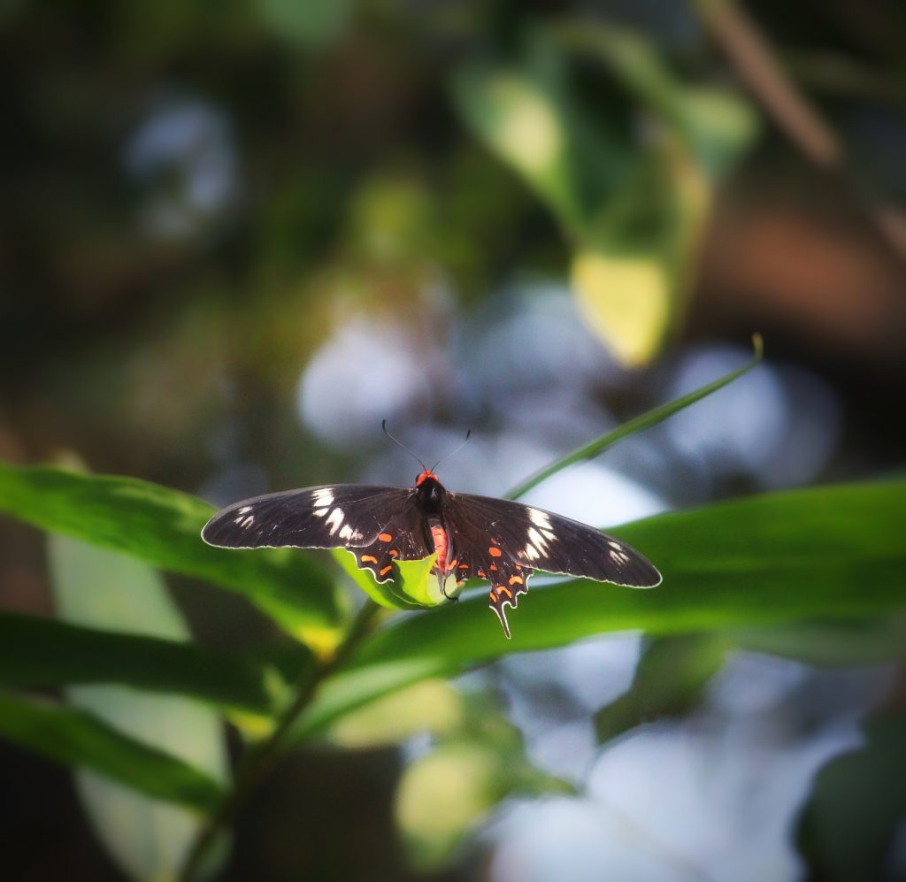 Butterfly garden thane PixaHive