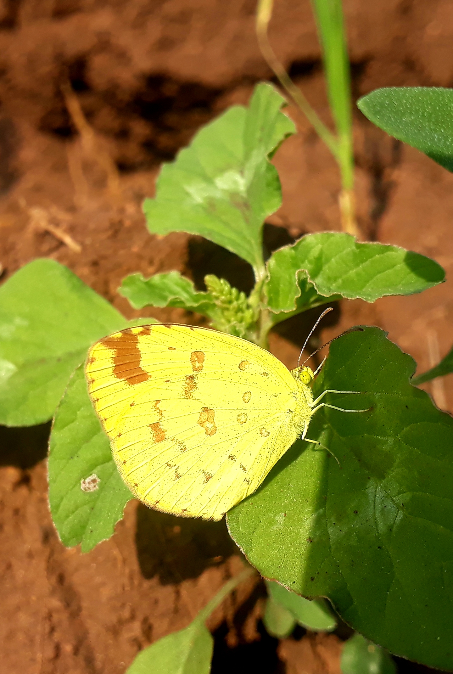 butterfly on a leaf