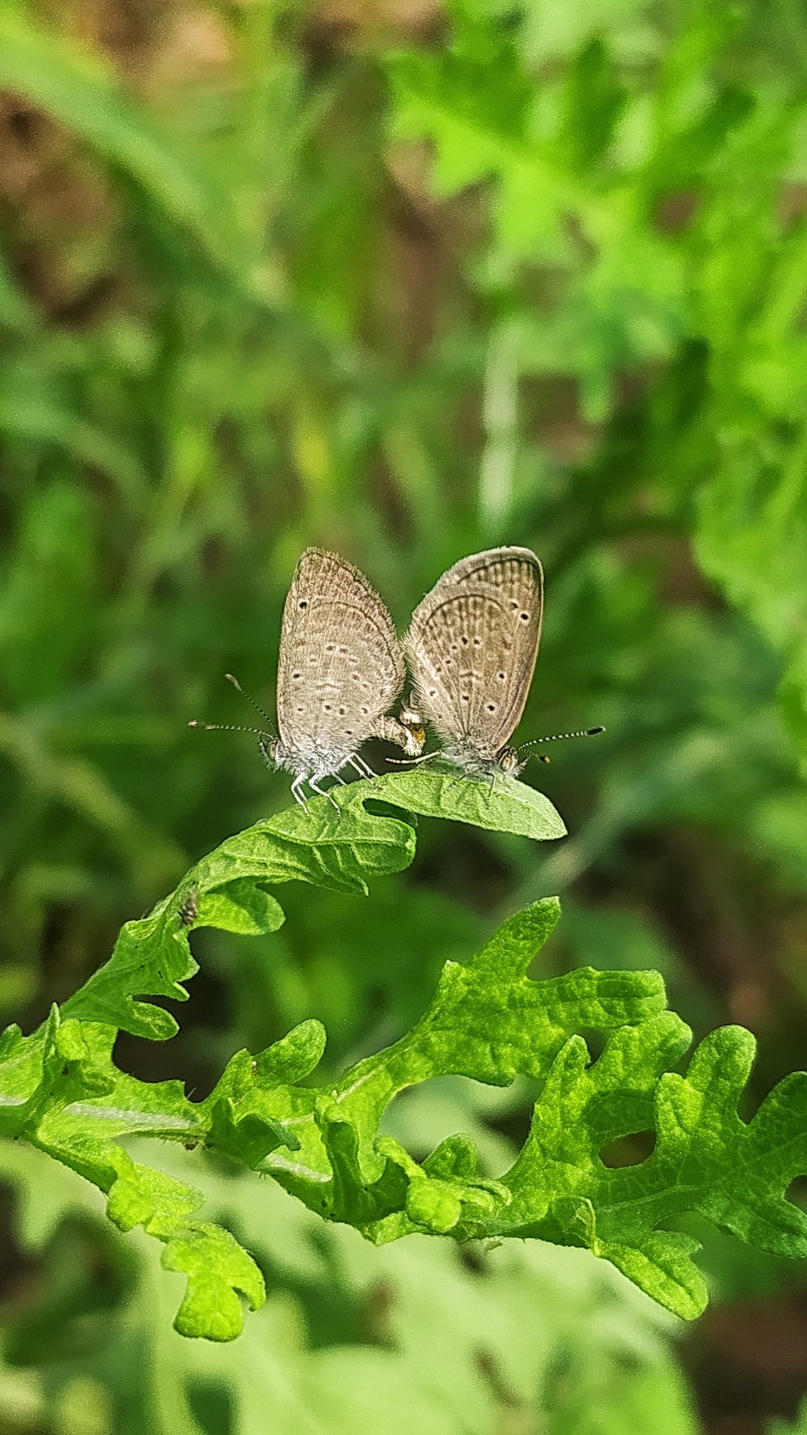 Butterfly on leaf