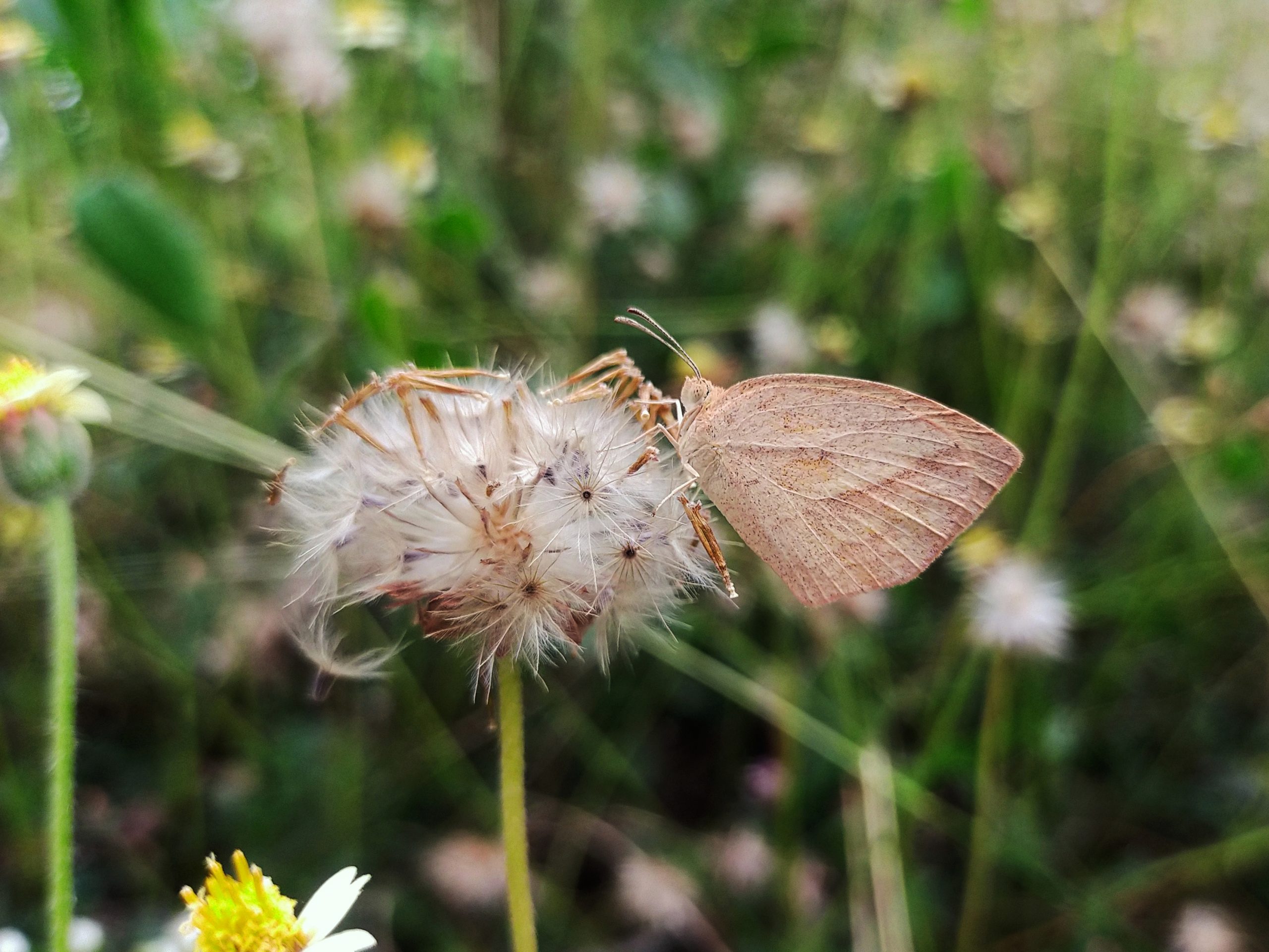 Butterfly on flower