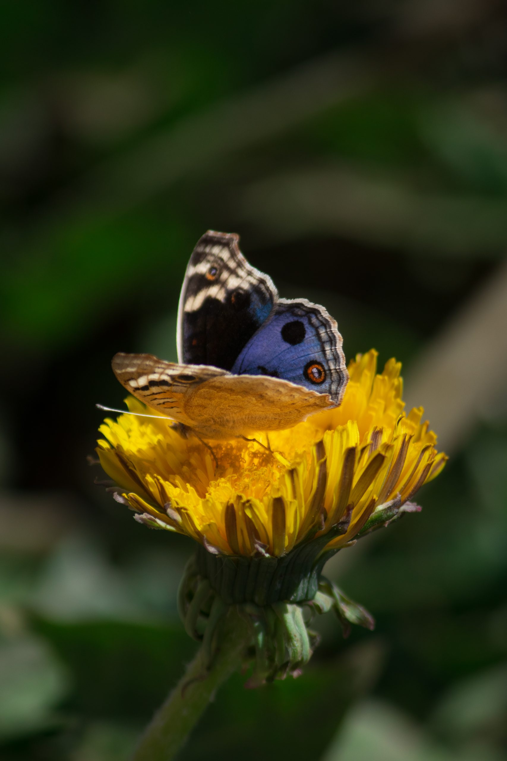 Butterfly on flower