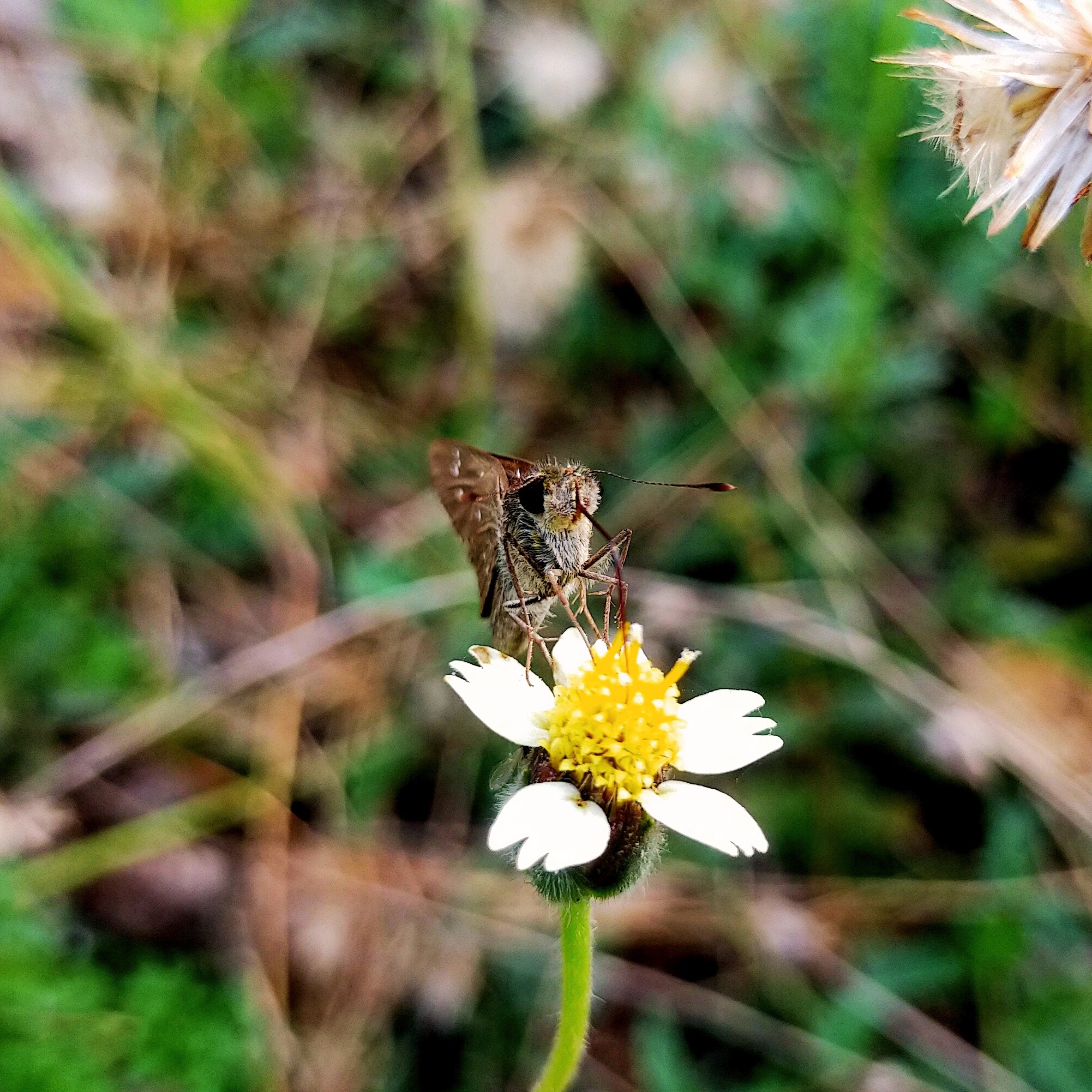 Butterfly on flower