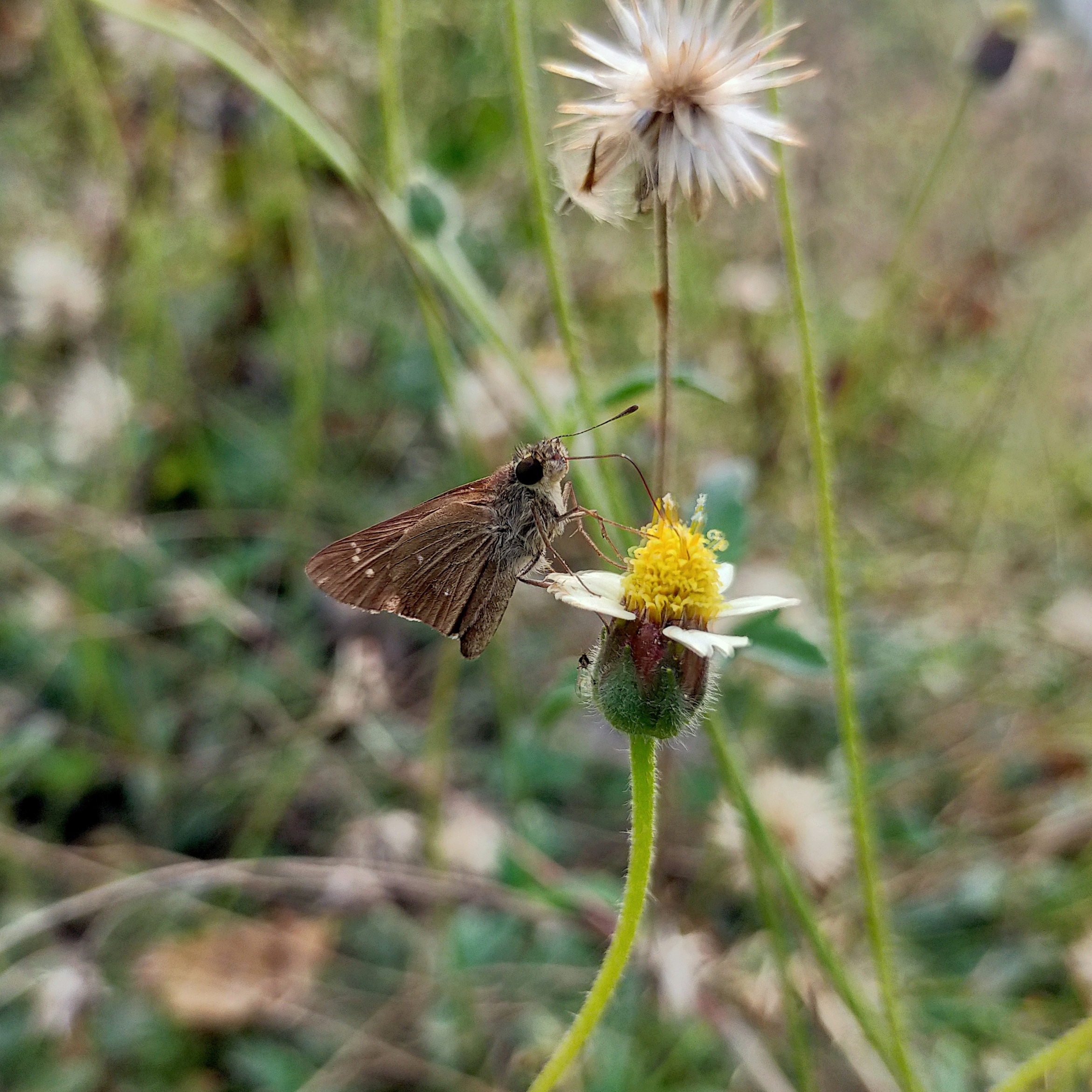 Butterfly on flower