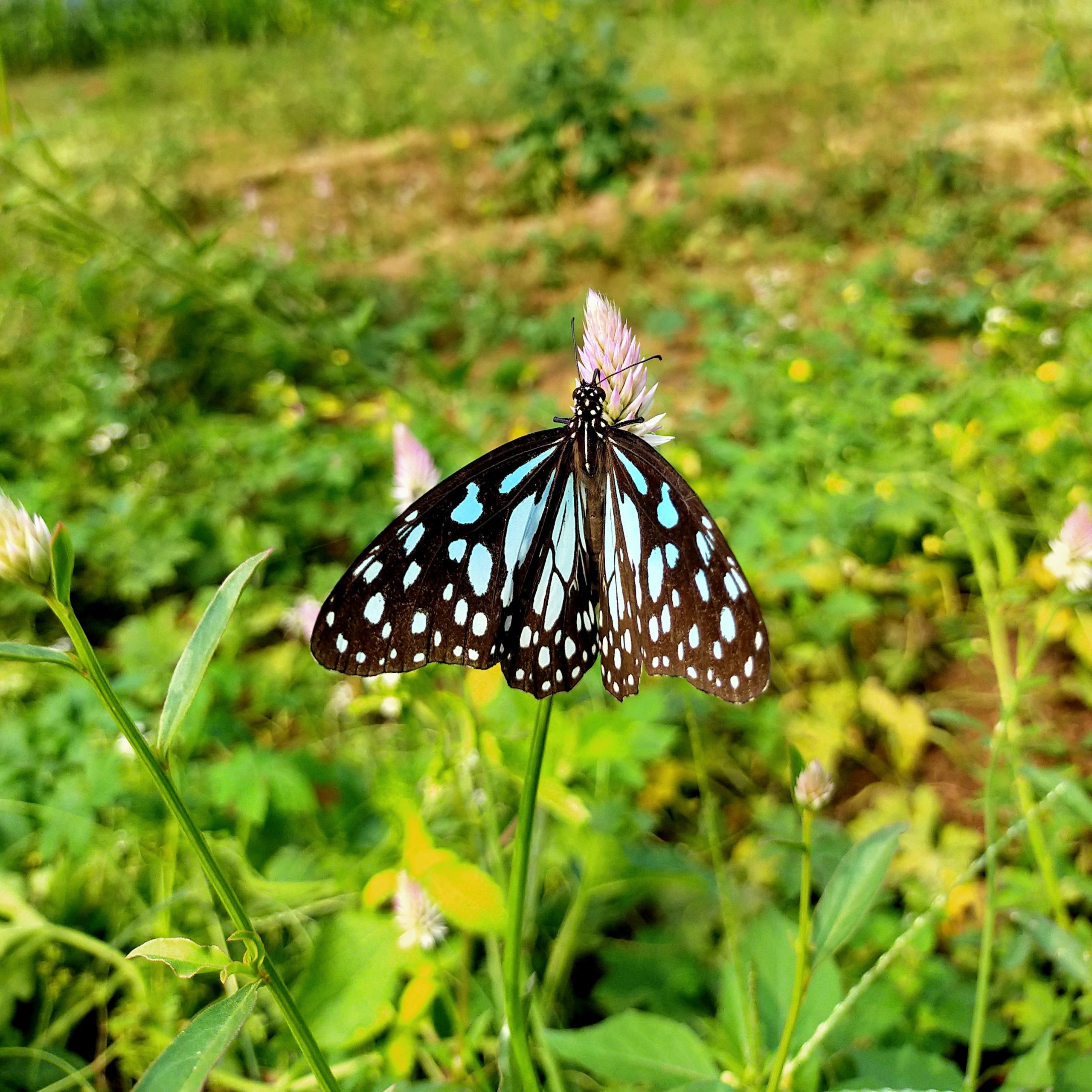 Butterfly on flower