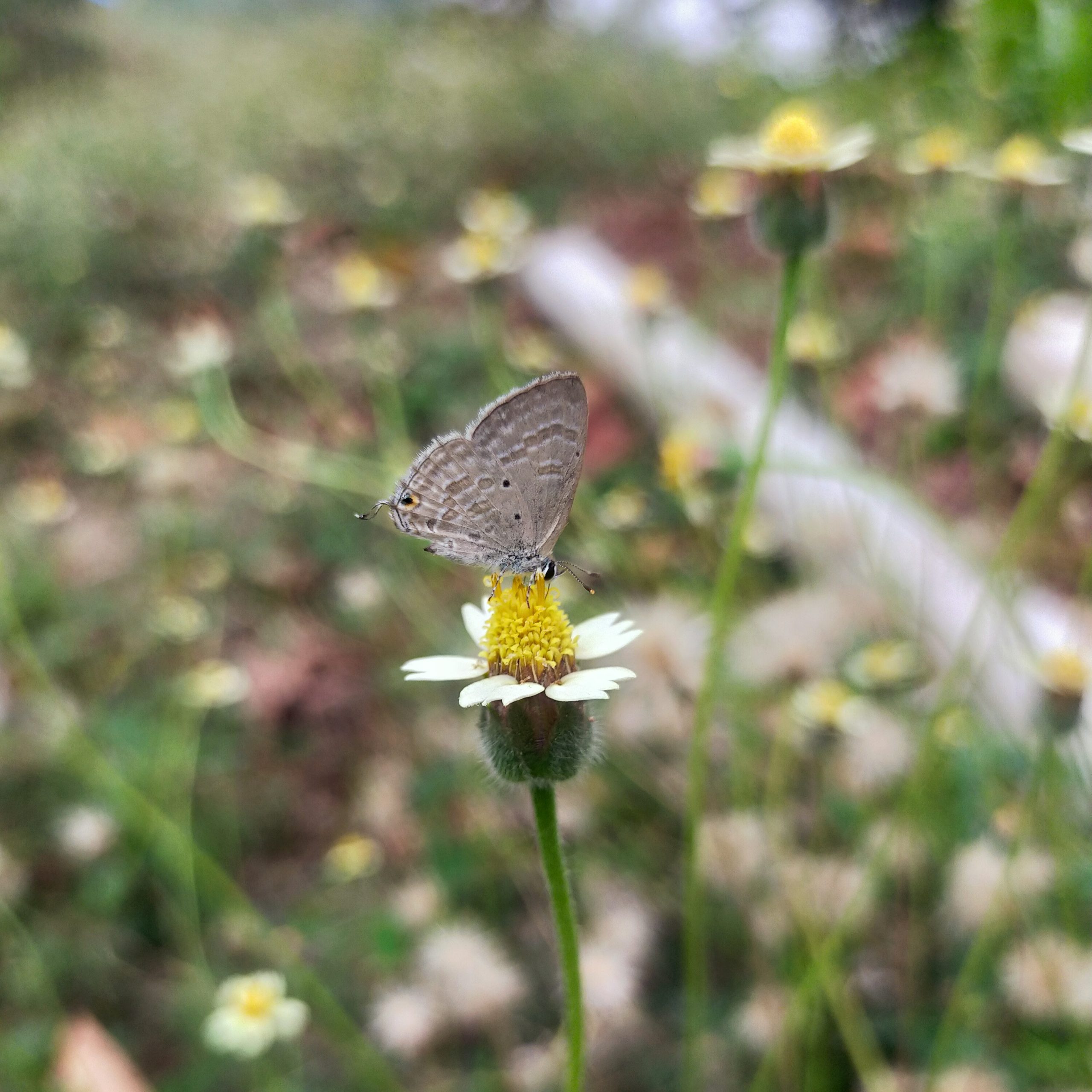 Butterfly on flower