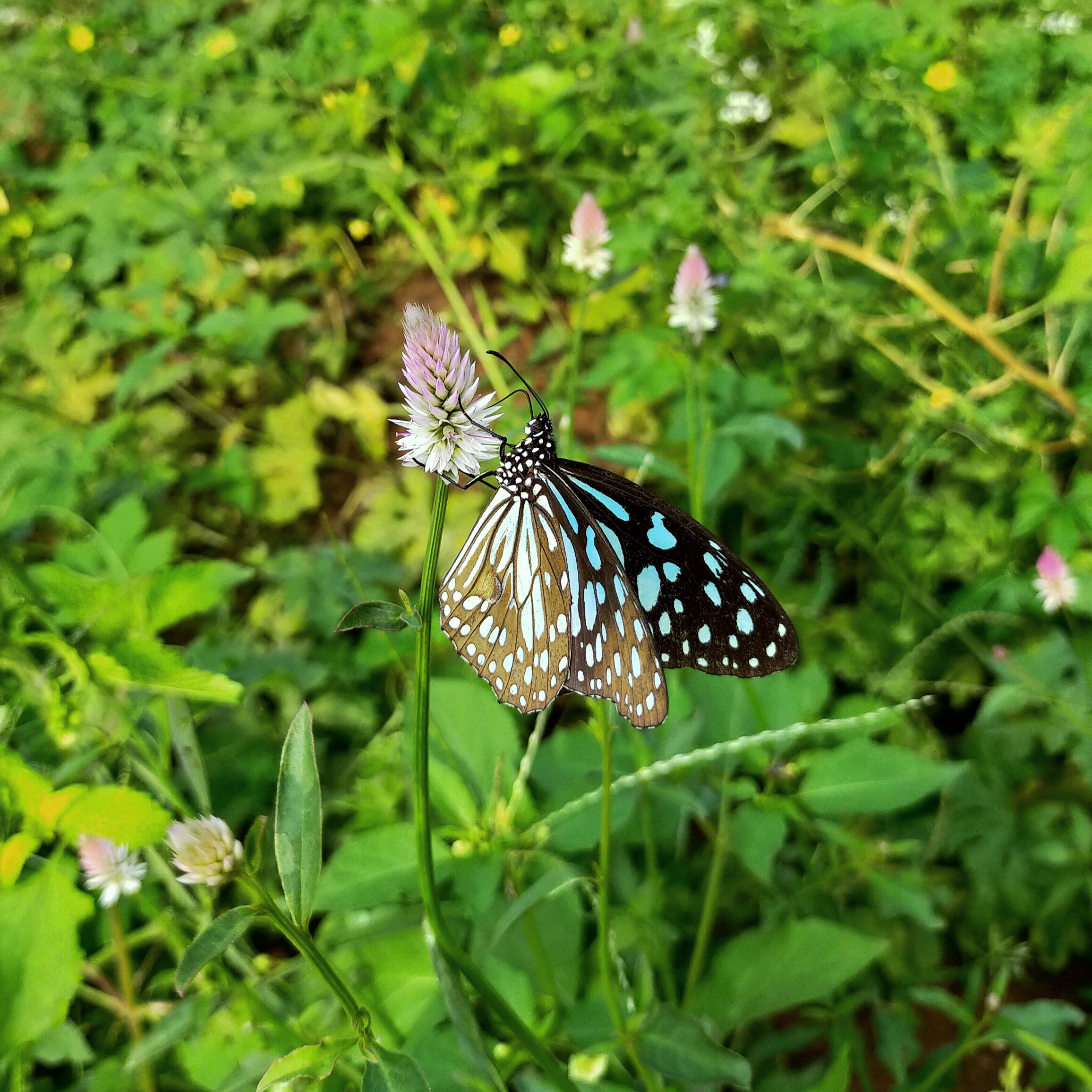 Butterfly on flower