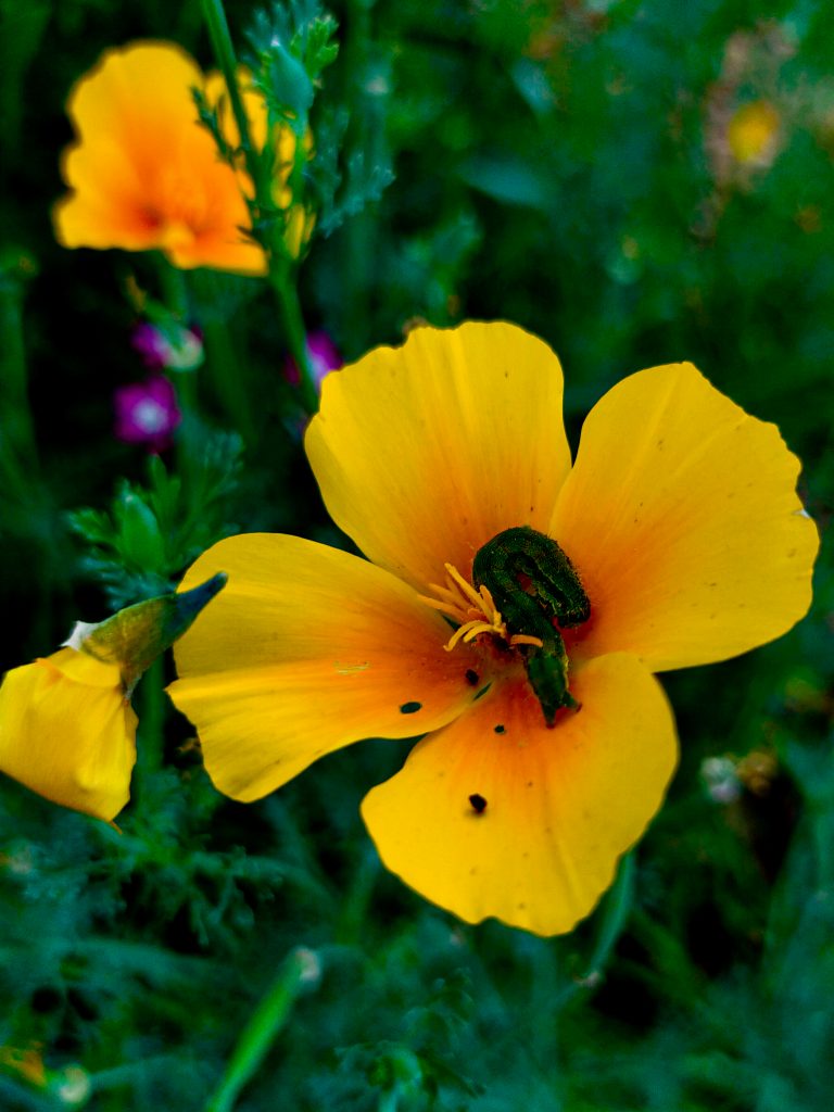 california-poppy-plant-pixahive