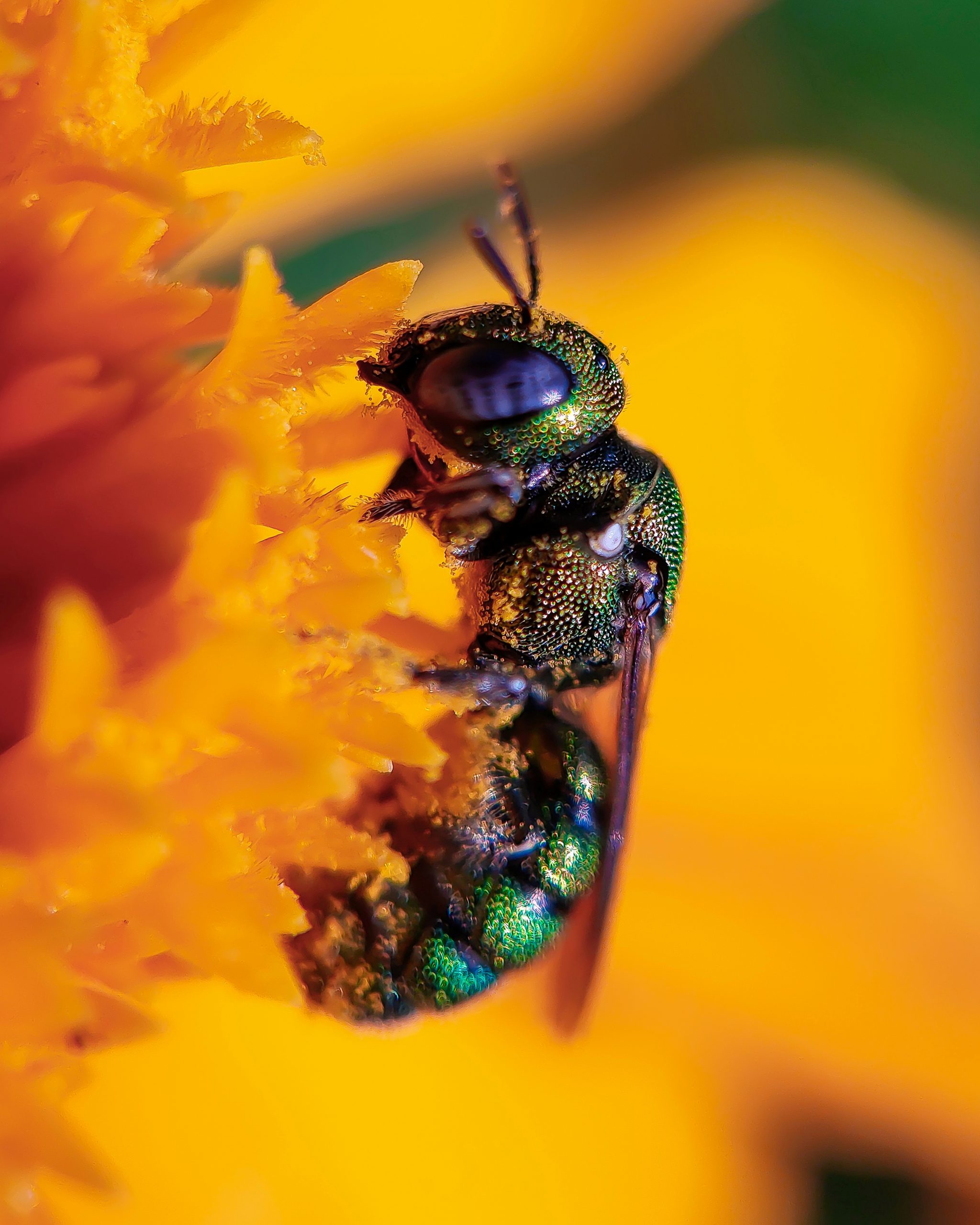 Camouflaged Nectar